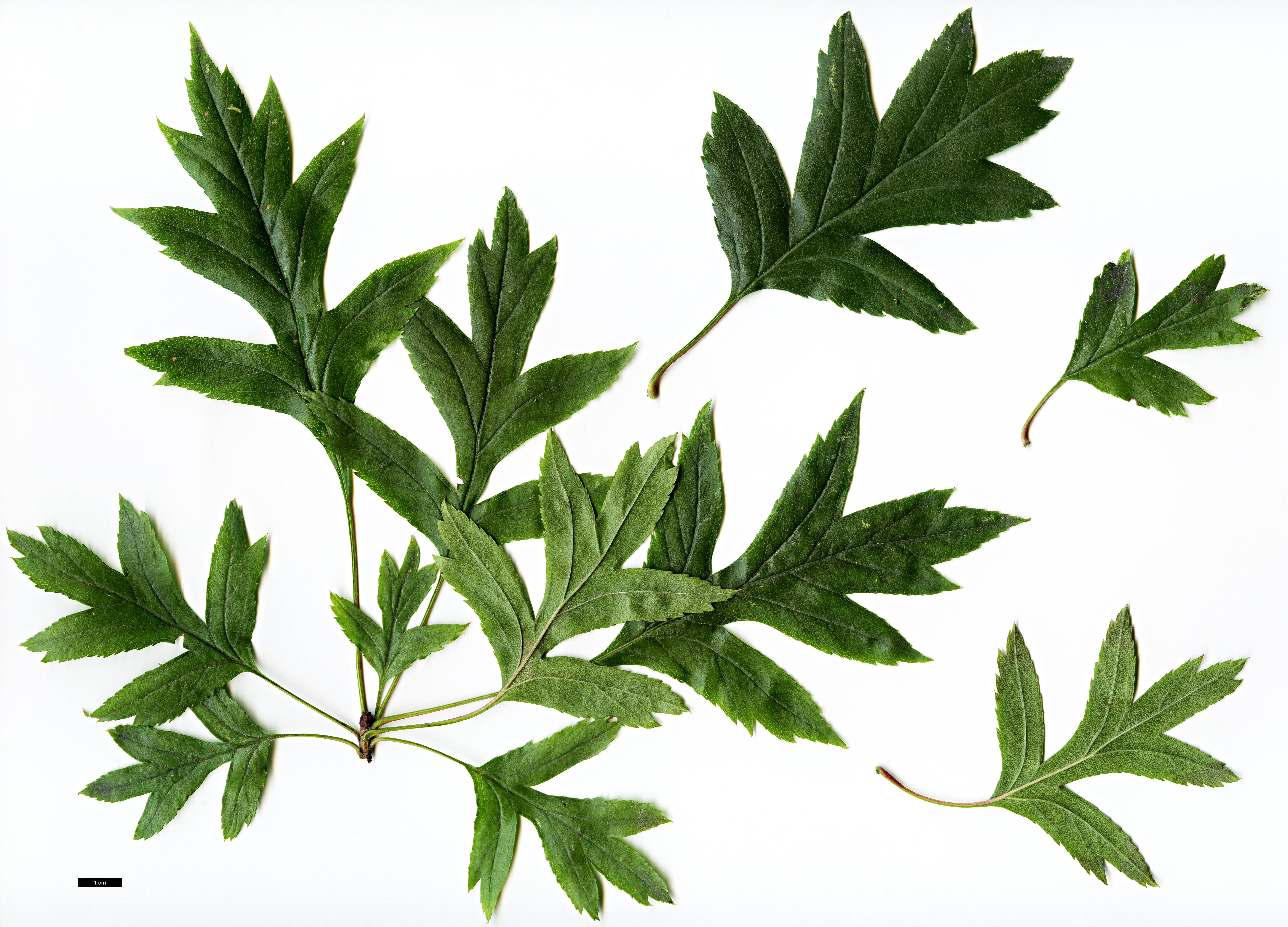 High resolution image: Family: Rosaceae - Genus: Crataegus - Taxon: pinnatifida High resolution image: Family: Rosaceae - Genus: Crataegus - Taxon: pinnatifida