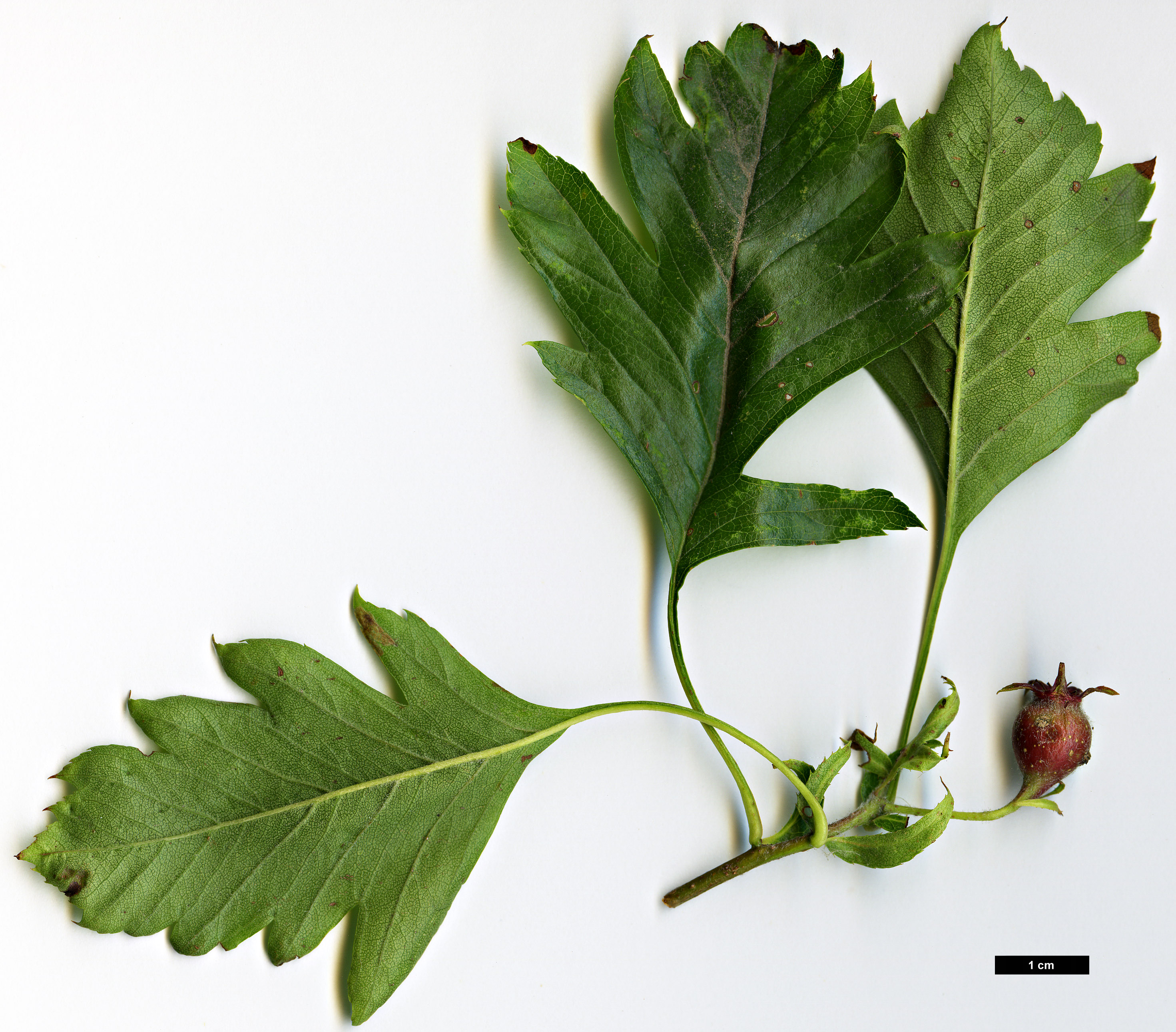 High resolution image: Family: Rosaceae - Genus: Crataegus - Taxon: pinnatifida High resolution image: Family: Rosaceae - Genus: Crataegus - Taxon: pinnatifida