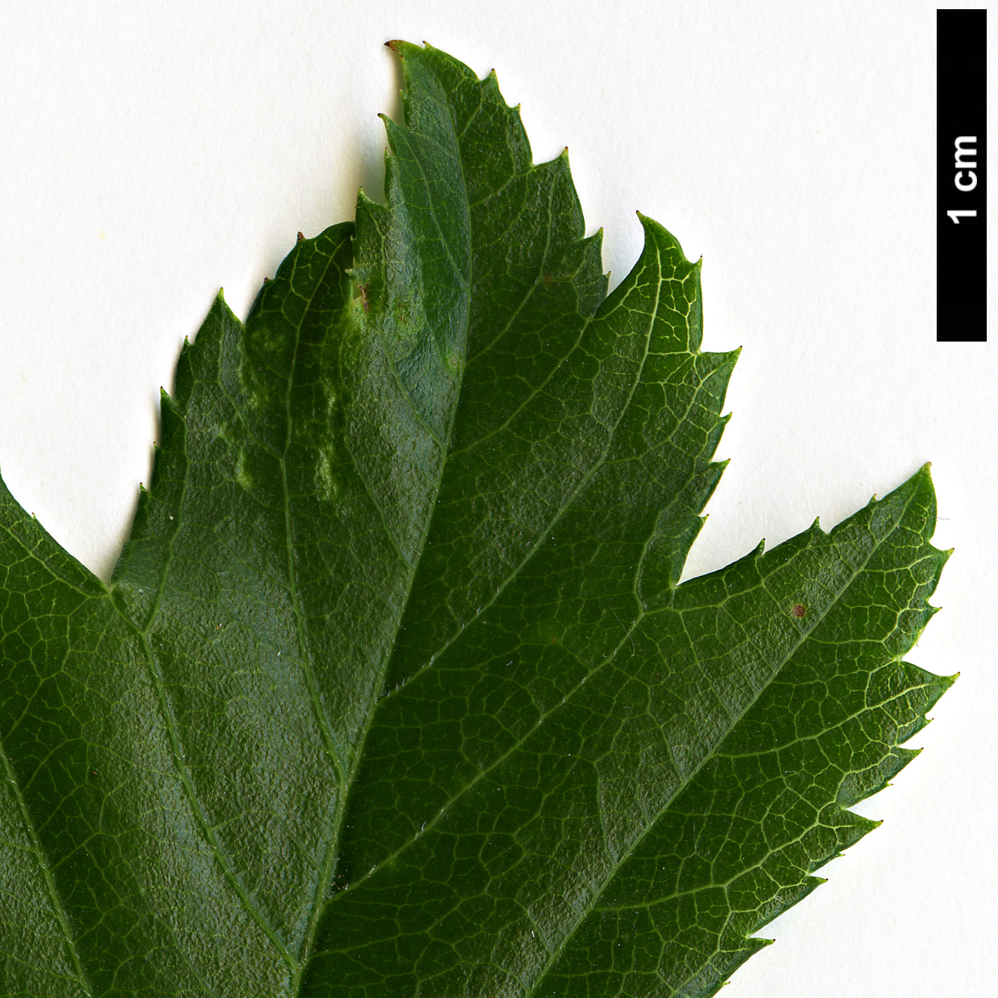 High resolution image: Family: Rosaceae - Genus: Crataegus - Taxon: pinnatifida High resolution image: Family: Rosaceae - Genus: Crataegus - Taxon: pinnatifida