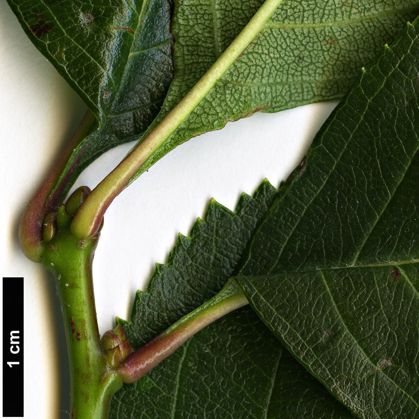 High resolution image: Family: Rosaceae - Genus: Crataegus - Taxon: pruinosa High resolution image: Family: Rosaceae - Genus: Crataegus - Taxon: pruinosa