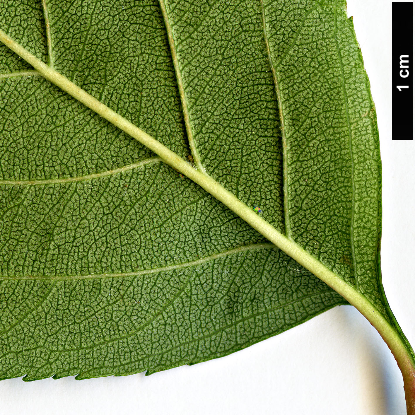 High resolution image: Family: Rosaceae - Genus: Crataegus - Taxon: pruinosa High resolution image: Family: Rosaceae - Genus: Crataegus - Taxon: pruinosa