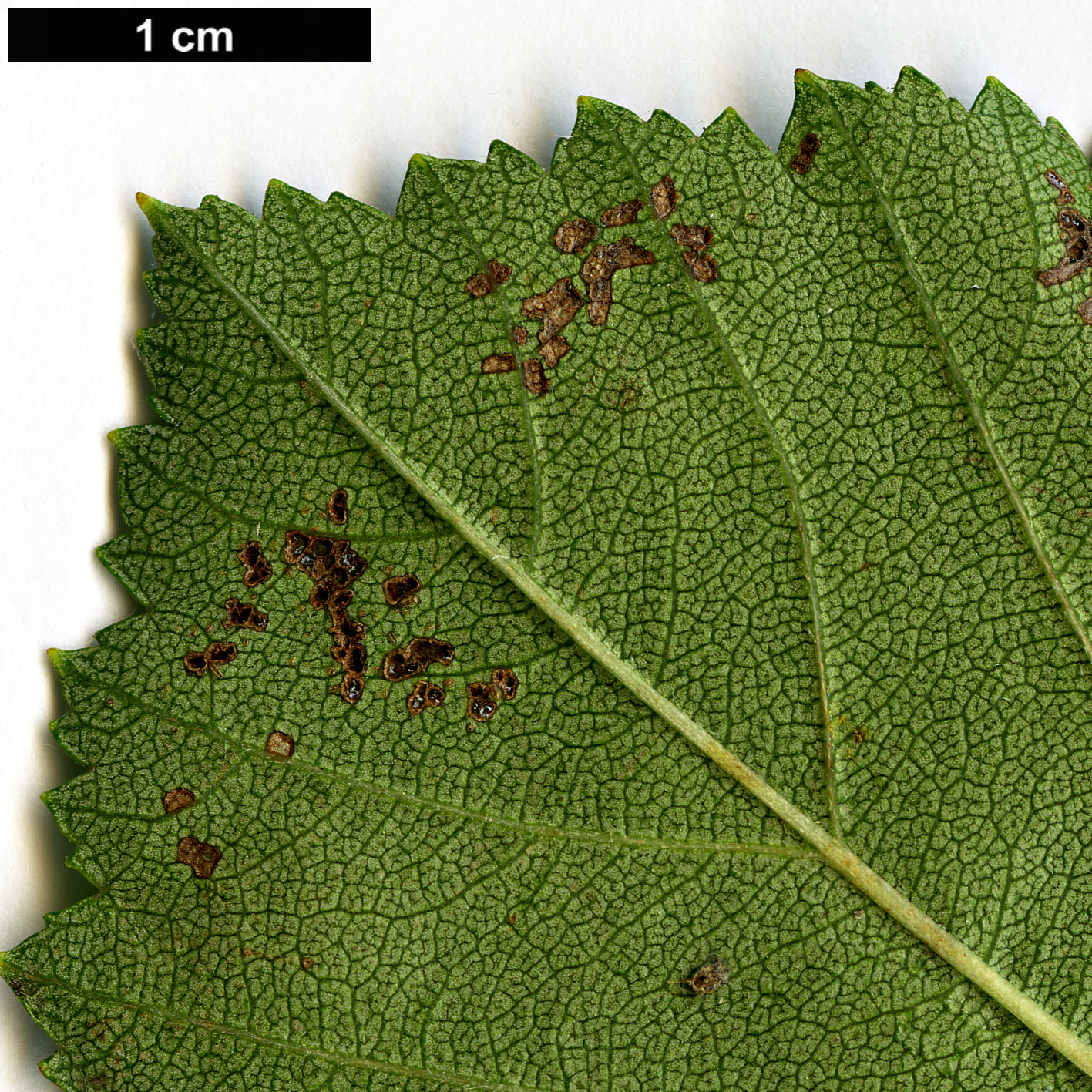 High resolution image: Family: Rosaceae - Genus: Crataegus - Taxon: pruinosa High resolution image: Family: Rosaceae - Genus: Crataegus - Taxon: pruinosa