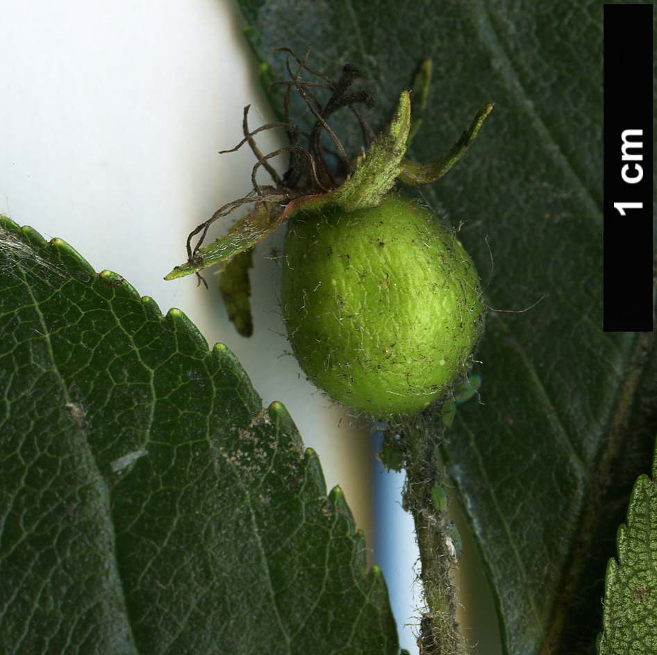 High resolution image: Family: Rosaceae - Genus: Crataegus - Taxon: pruinosa High resolution image: Family: Rosaceae - Genus: Crataegus - Taxon: pruinosa