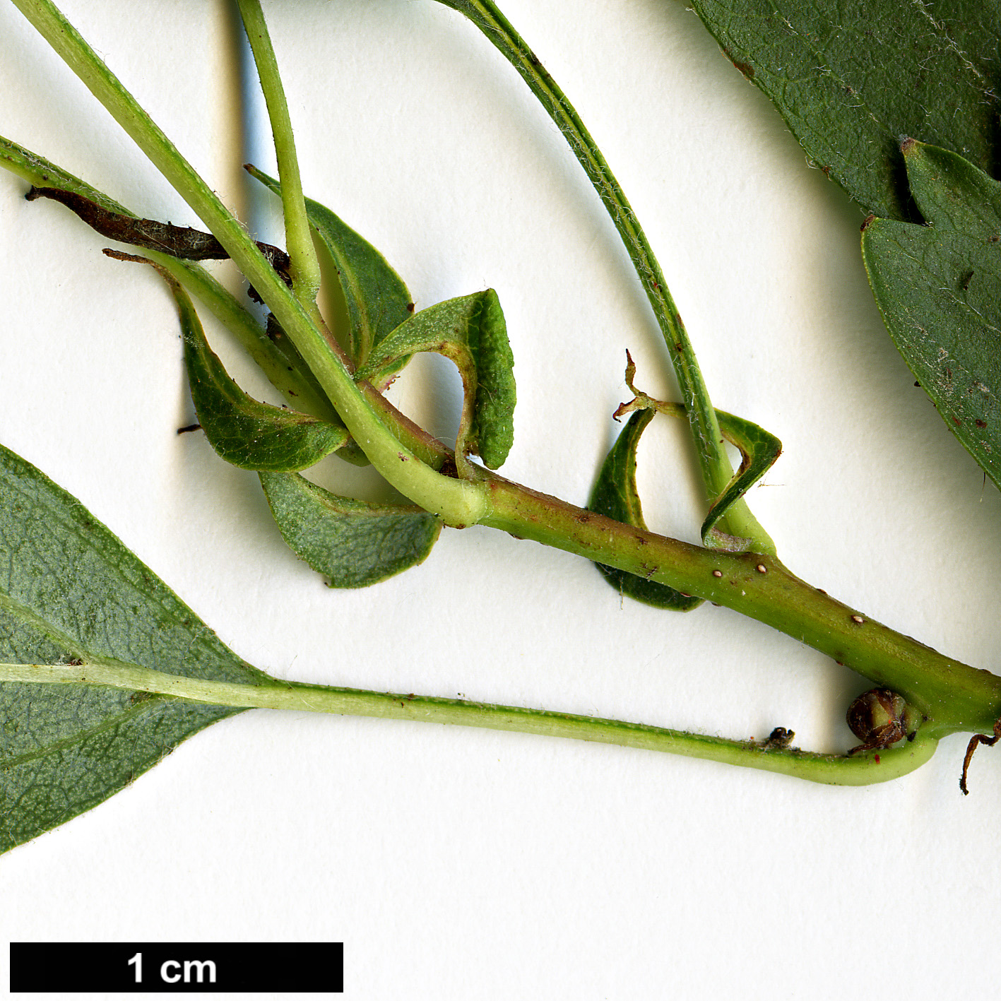 High resolution image: Family: Rosaceae - Genus: Crataegus - Taxon: pseudoheterophylla