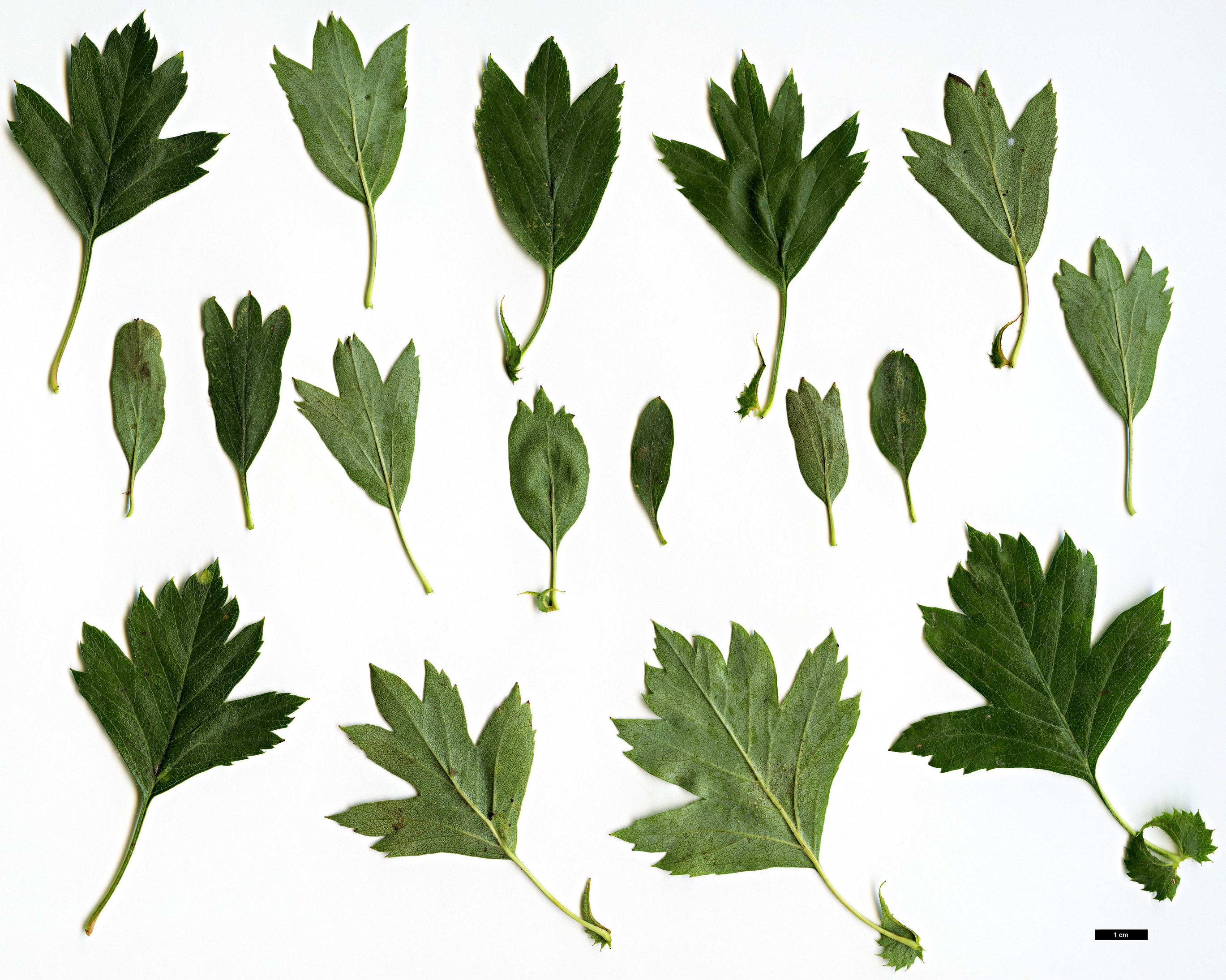 High resolution image: Family: Rosaceae - Genus: Crataegus - Taxon: pseudoheterophylla
