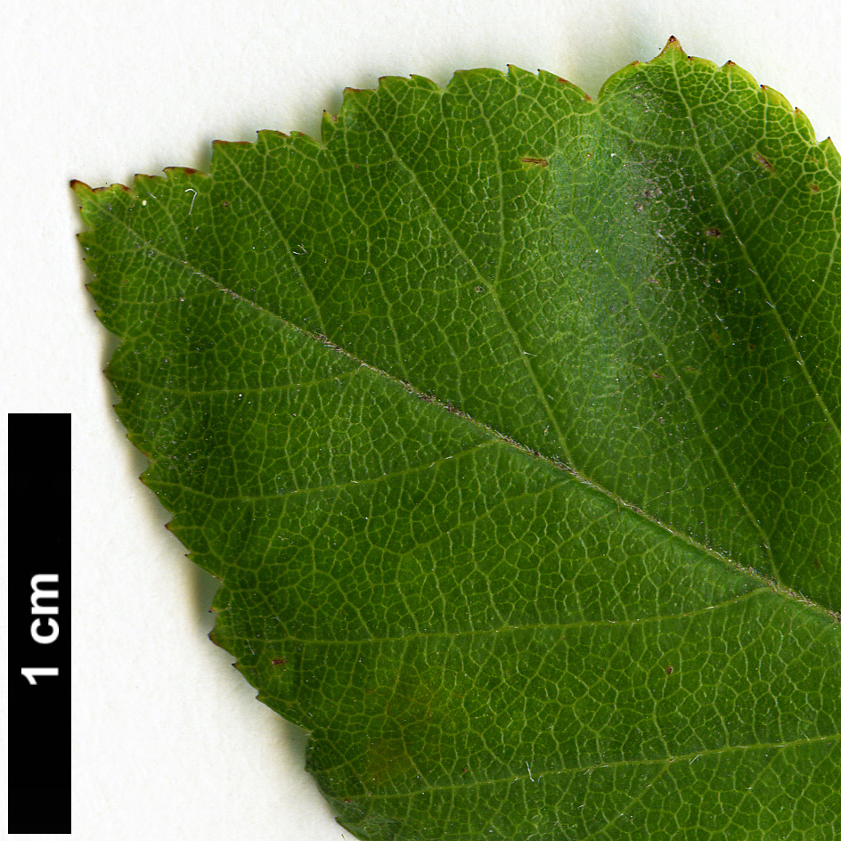High resolution image: Family: Rosaceae - Genus: Crataegus - Taxon: pulcherrima