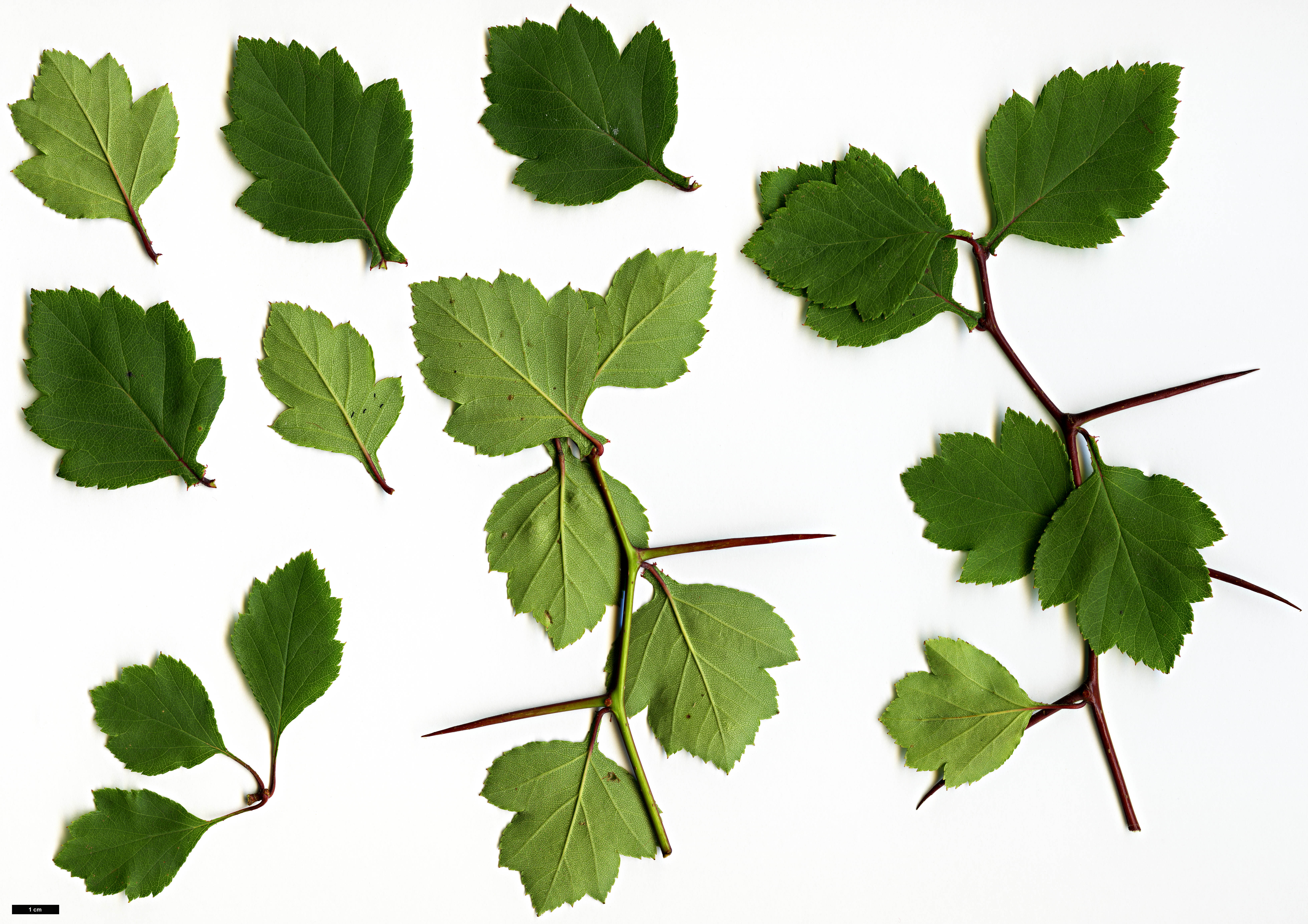 High resolution image: Family: Rosaceae - Genus: Crataegus - Taxon: pulcherrima