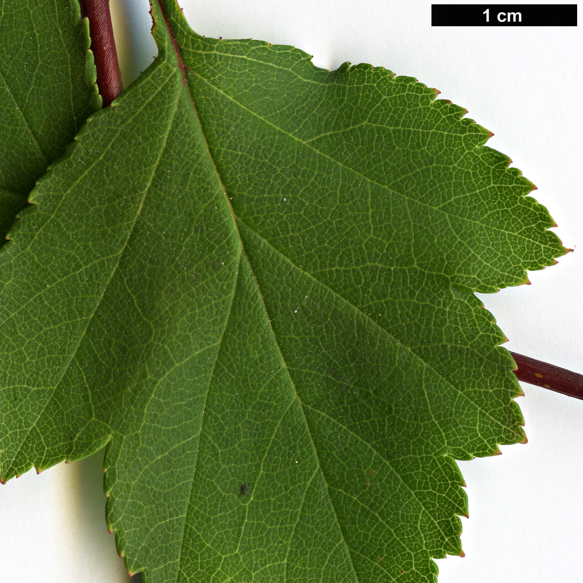 High resolution image: Family: Rosaceae - Genus: Crataegus - Taxon: pulcherrima