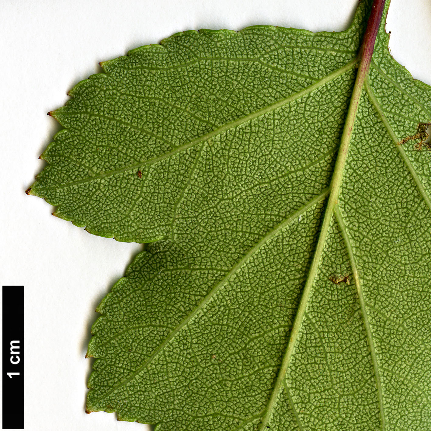 High resolution image: Family: Rosaceae - Genus: Crataegus - Taxon: pulcherrima