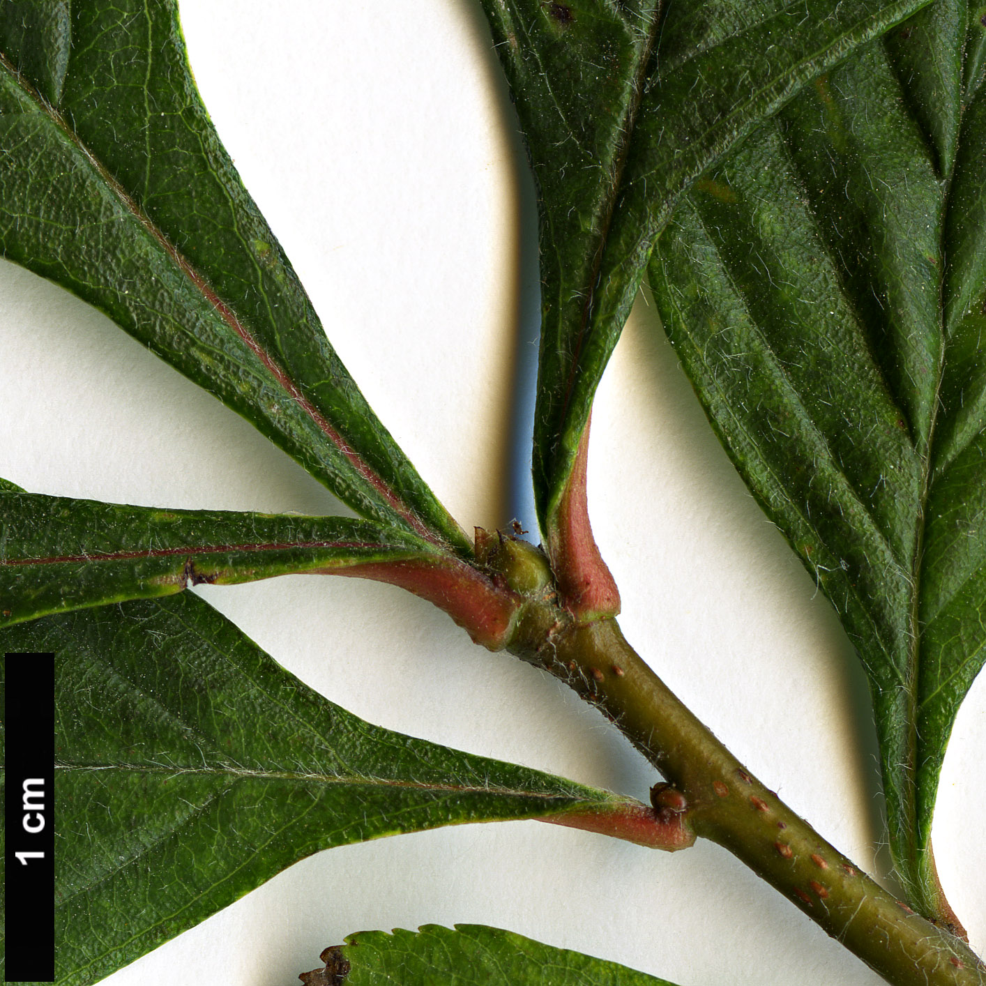 High resolution image: Family: Rosaceae - Genus: Crataegus - Taxon: punctata