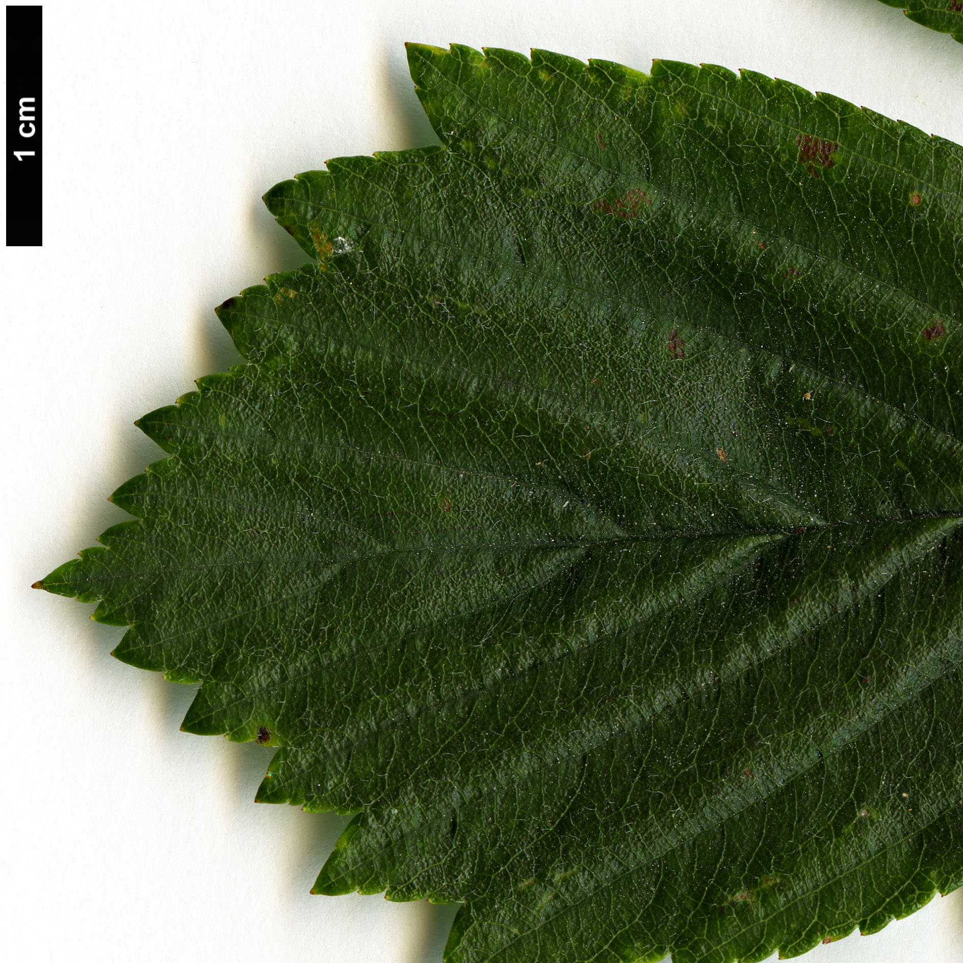 High resolution image: Family: Rosaceae - Genus: Crataegus - Taxon: punctata