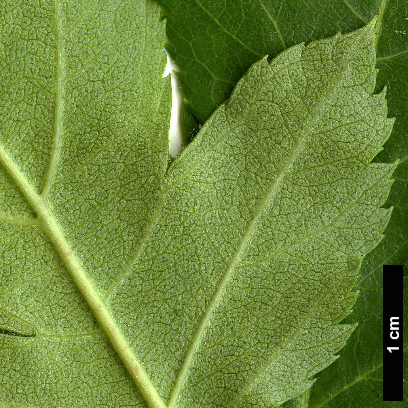 High resolution image: Family: Rosaceae - Genus: Crataegus - Taxon: remotiloba