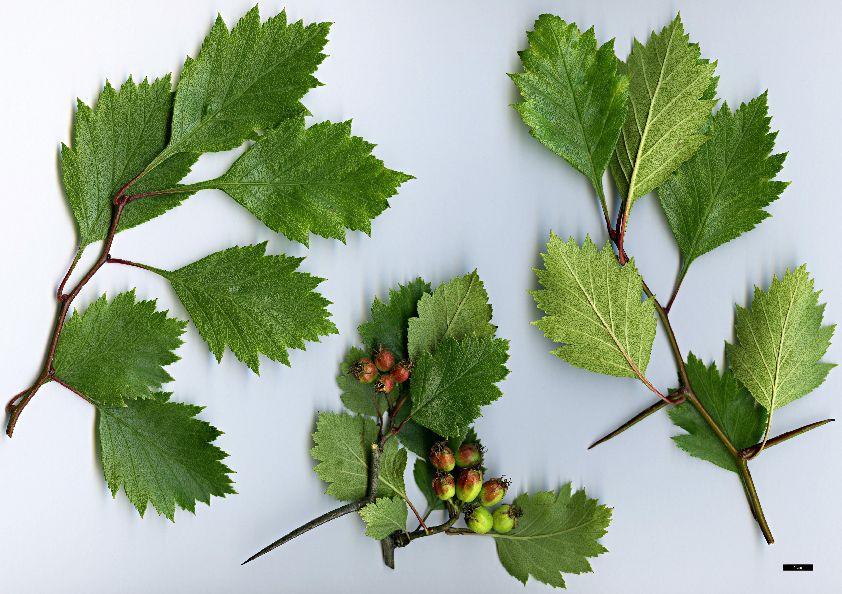 High resolution image: Family: Rosaceae - Genus: Crataegus - Taxon: rubribracteolata