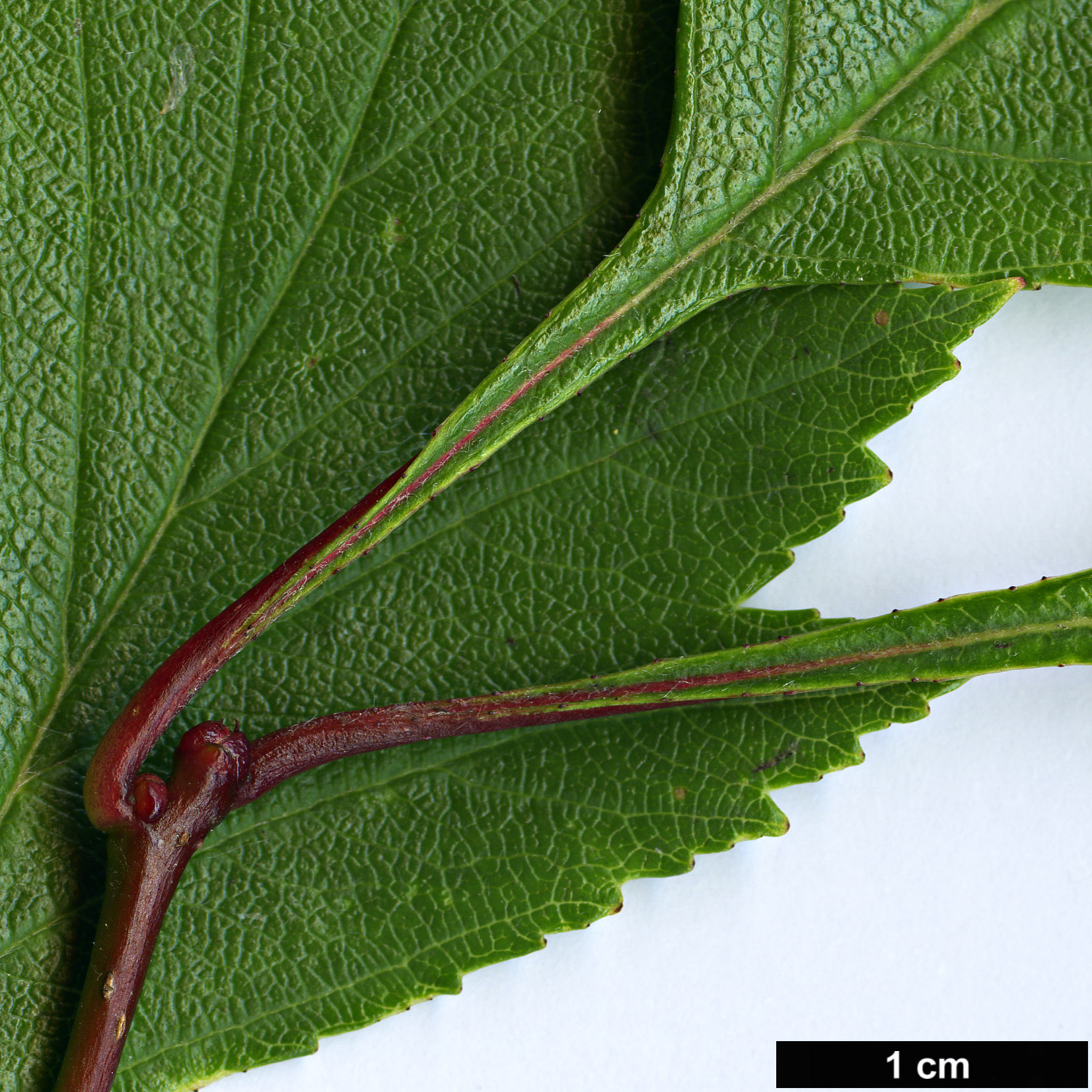 High resolution image: Family: Rosaceae - Genus: Crataegus - Taxon: rubribracteolata