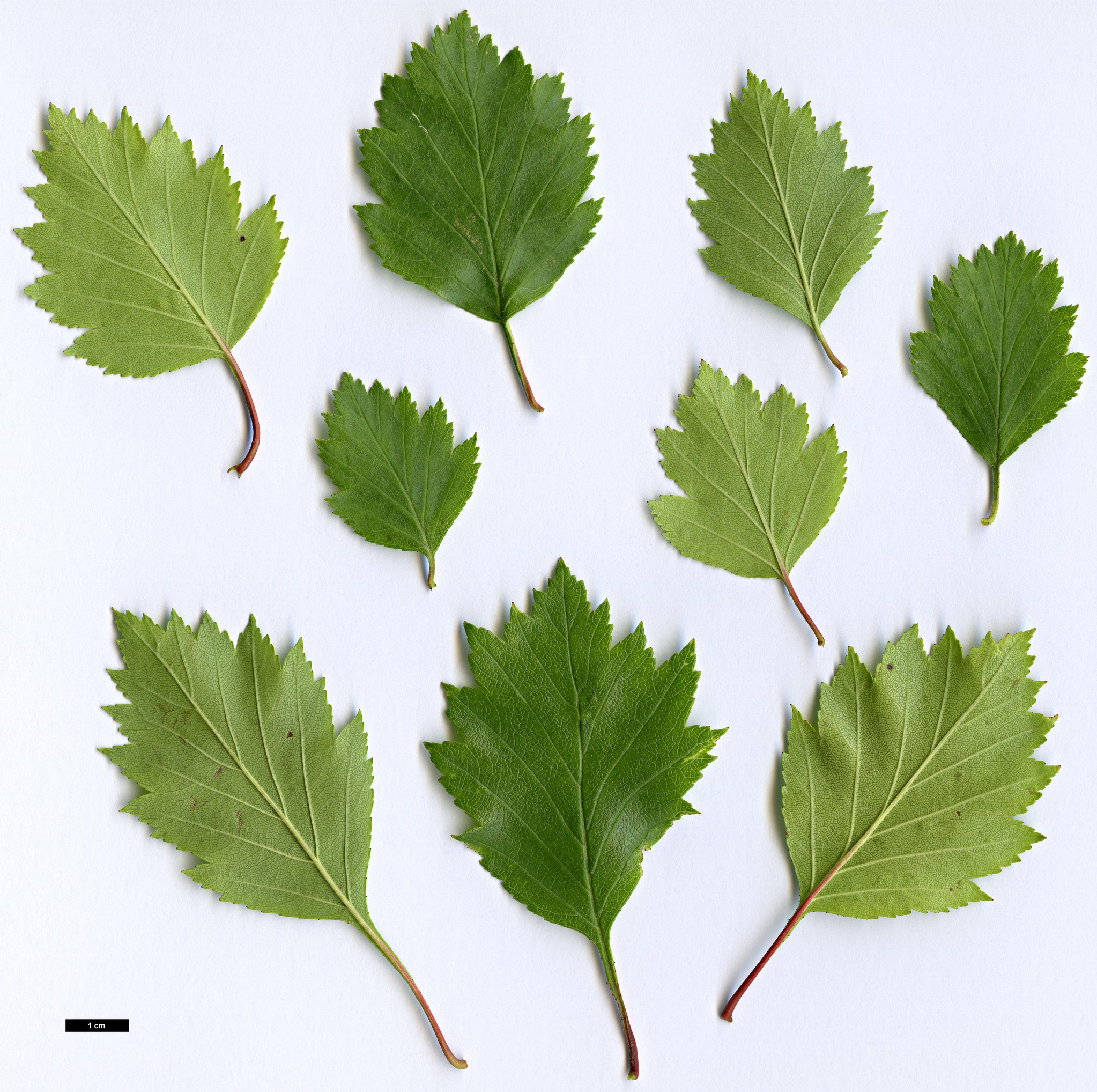 High resolution image: Family: Rosaceae - Genus: Crataegus - Taxon: rubribracteolata