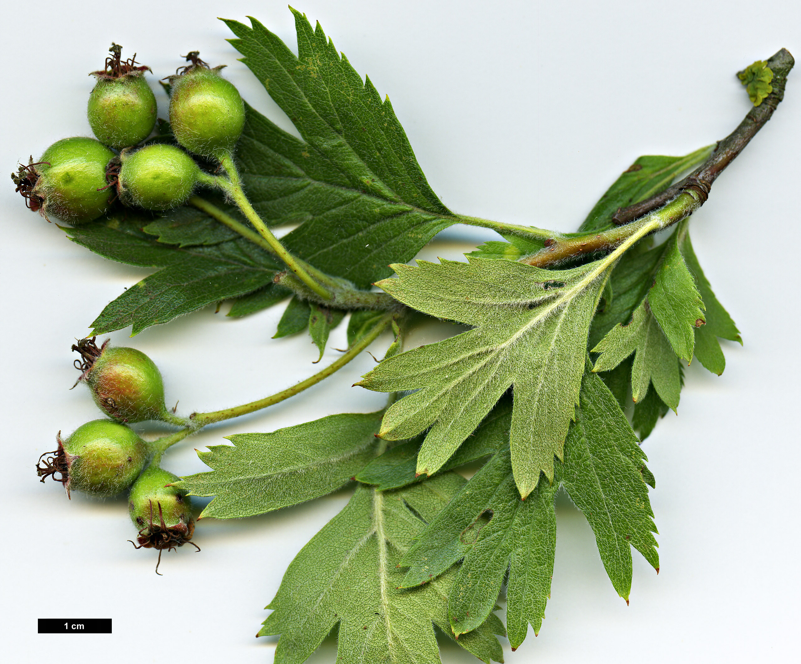 High resolution image: Family: Rosaceae - Genus: Crataegus - Taxon: schraederiana