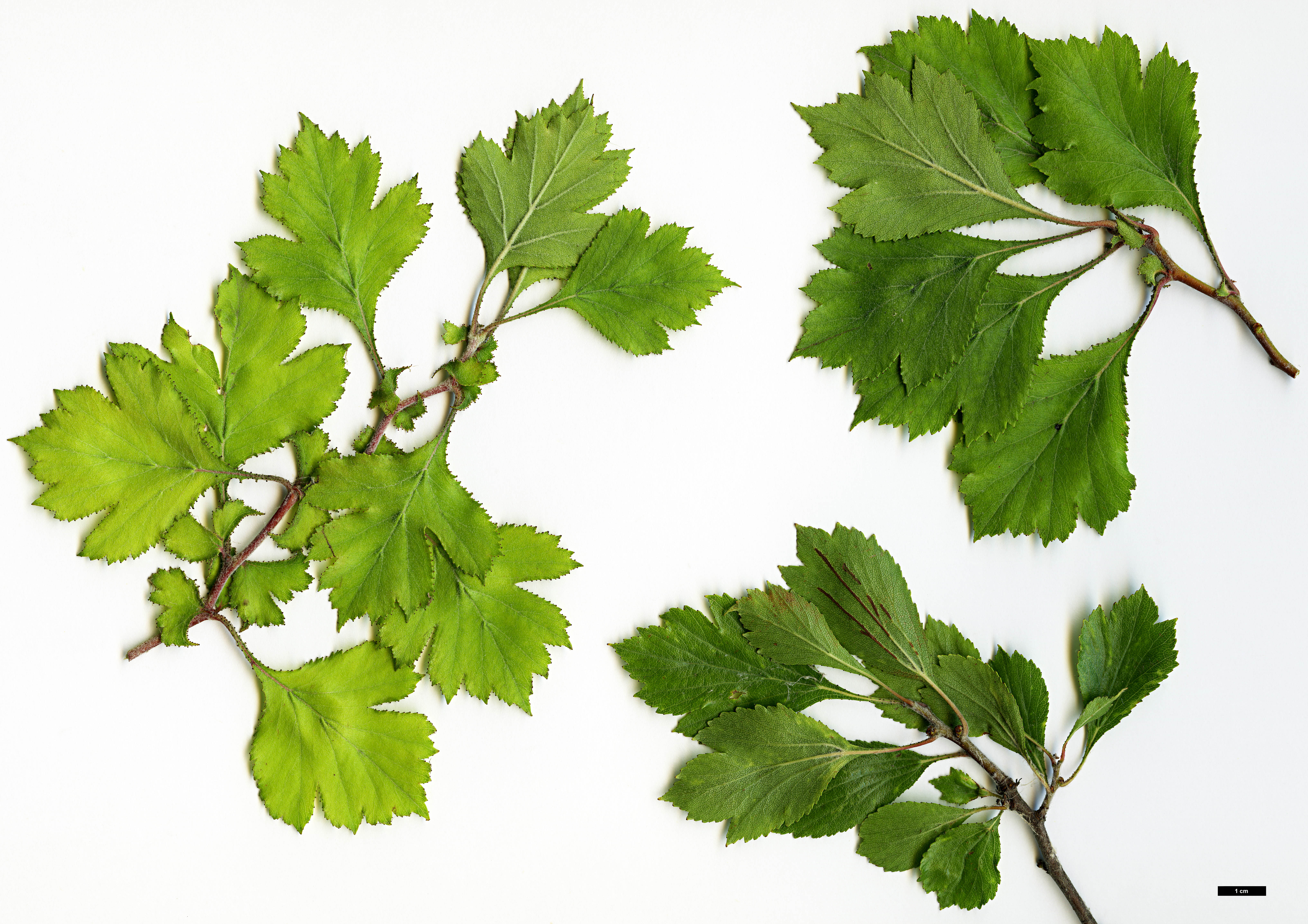 High resolution image: Family: Rosaceae - Genus: Crataegus - Taxon: senta