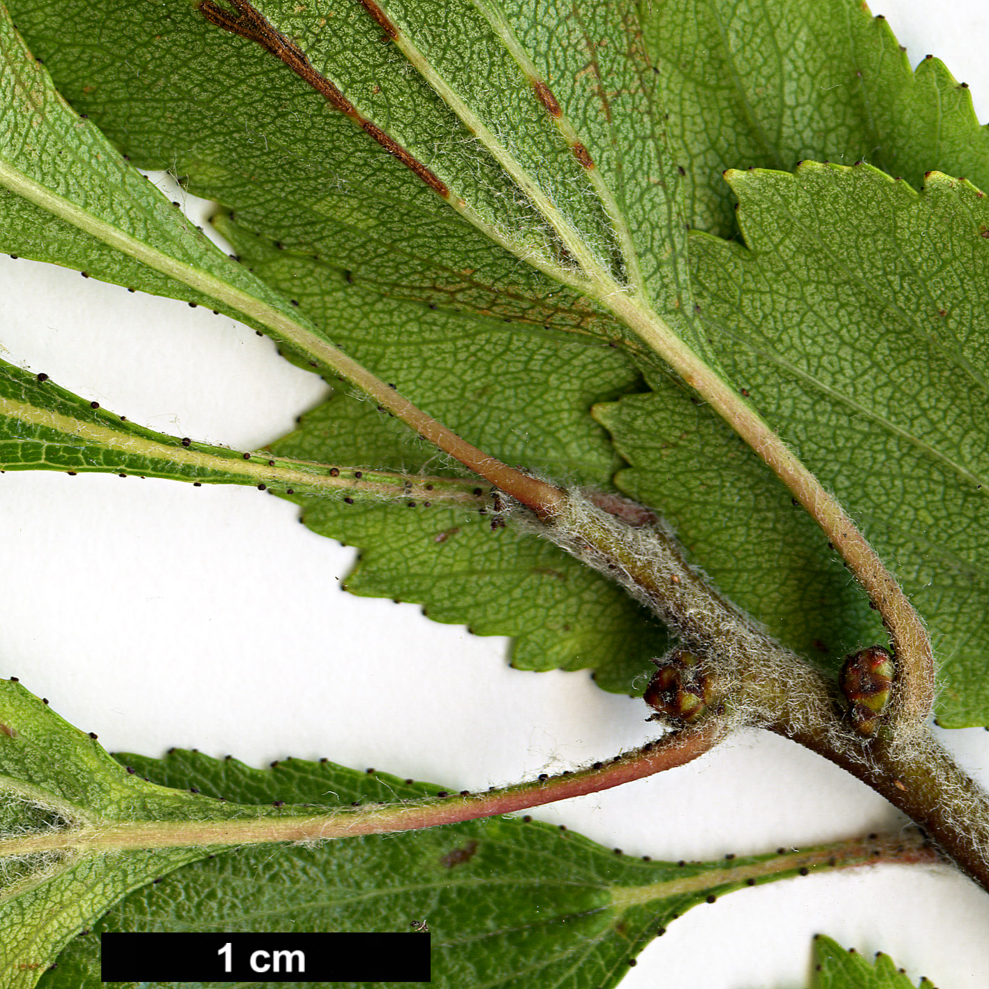 High resolution image: Family: Rosaceae - Genus: Crataegus - Taxon: senta