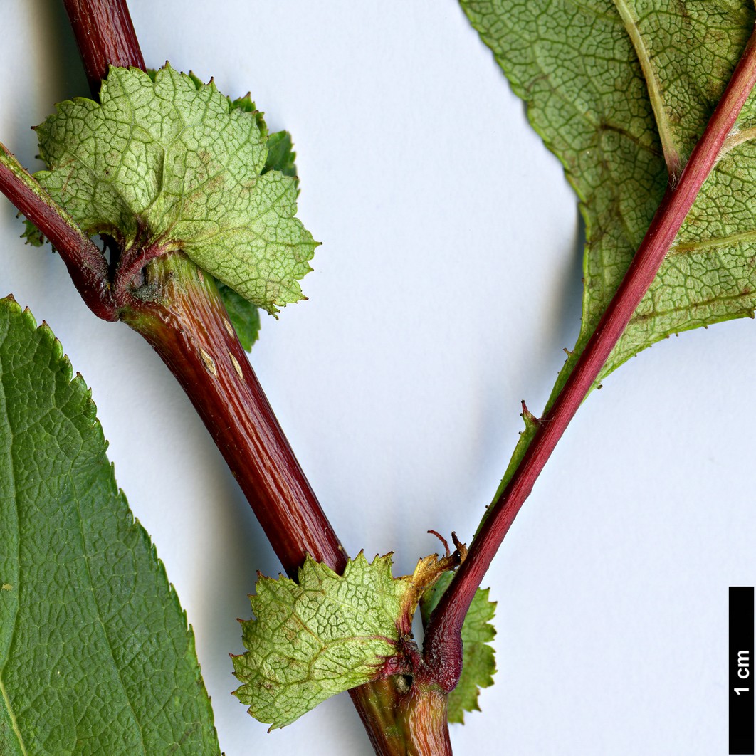 High resolution image: Family: Rosaceae - Genus: Crataegus - Taxon: sheridana High resolution image: Family: Rosaceae - Genus: Crataegus - Taxon: sheridana
