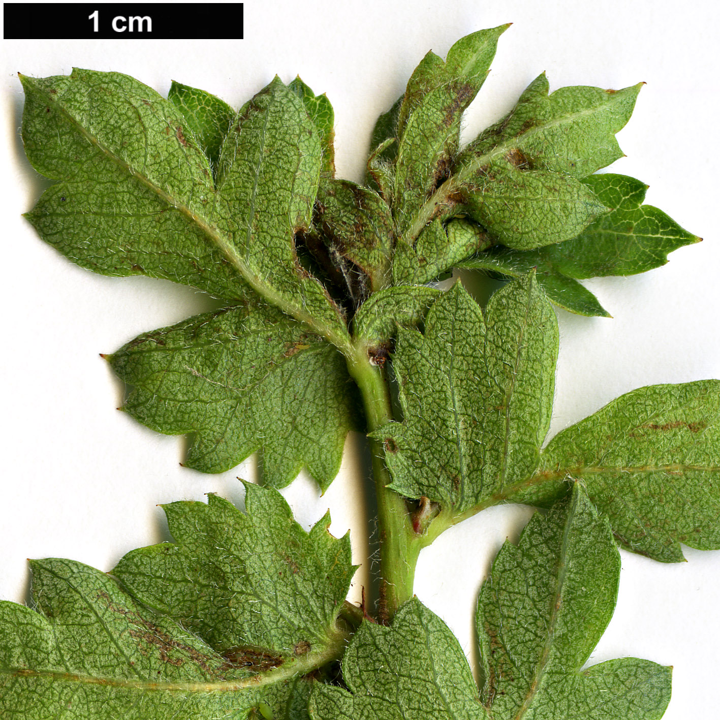 High resolution image: Family: Rosaceae - Genus: Crataegus - Taxon: sphaenophylla