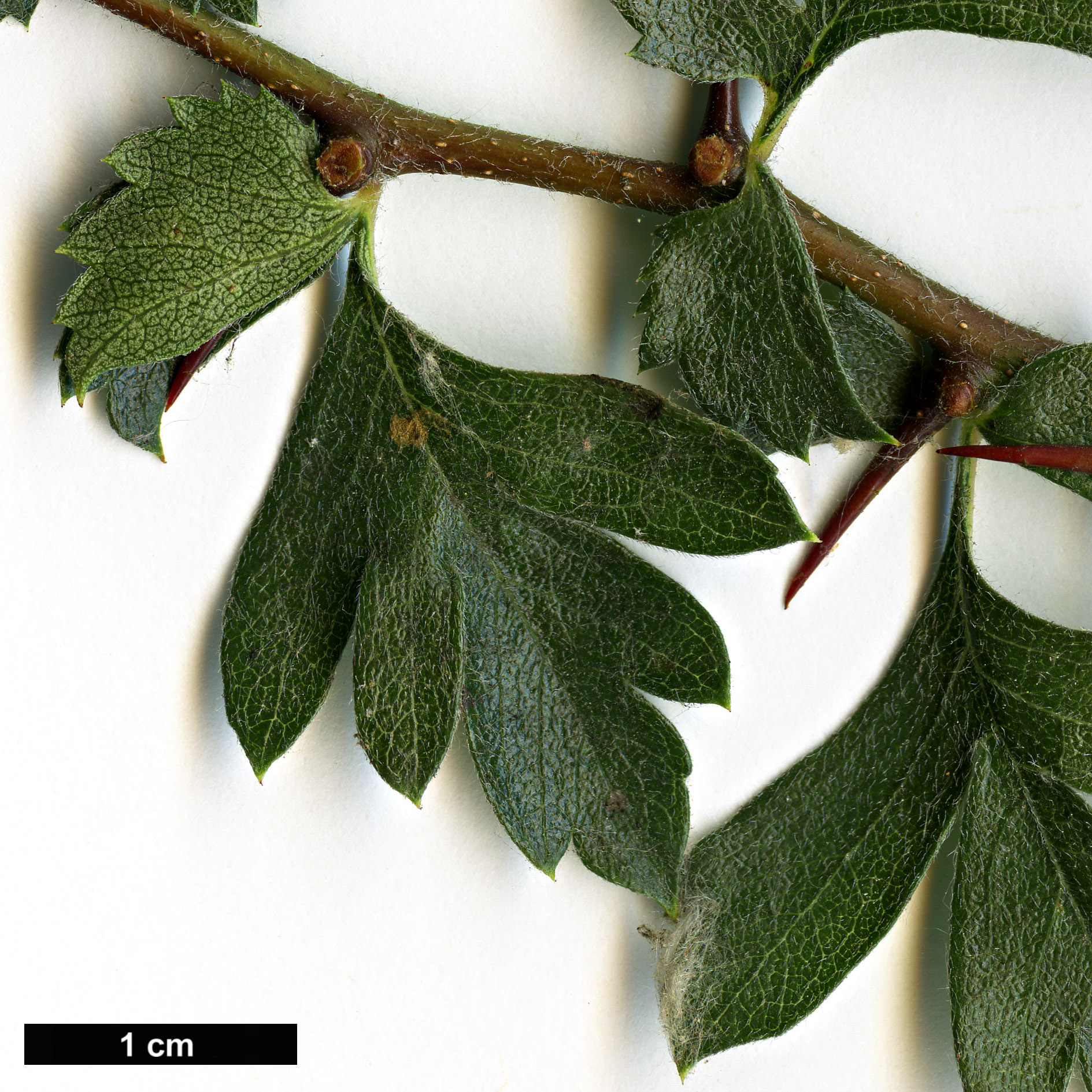 High resolution image: Family: Rosaceae - Genus: Crataegus - Taxon: sphaenophylla