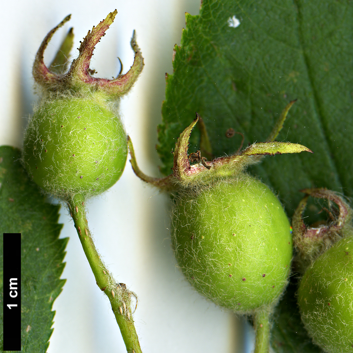 High resolution image: Family: Rosaceae - Genus: Crataegus - Taxon: submollis