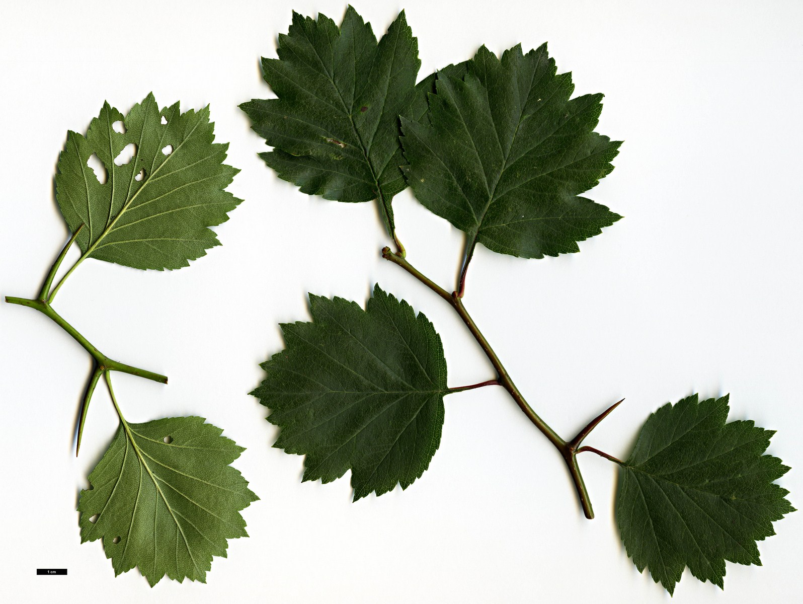 High resolution image: Family: Rosaceae - Genus: Crataegus - Taxon: subrotundifolia High resolution image: Family: Rosaceae - Genus: Crataegus - Taxon: subrotundifolia