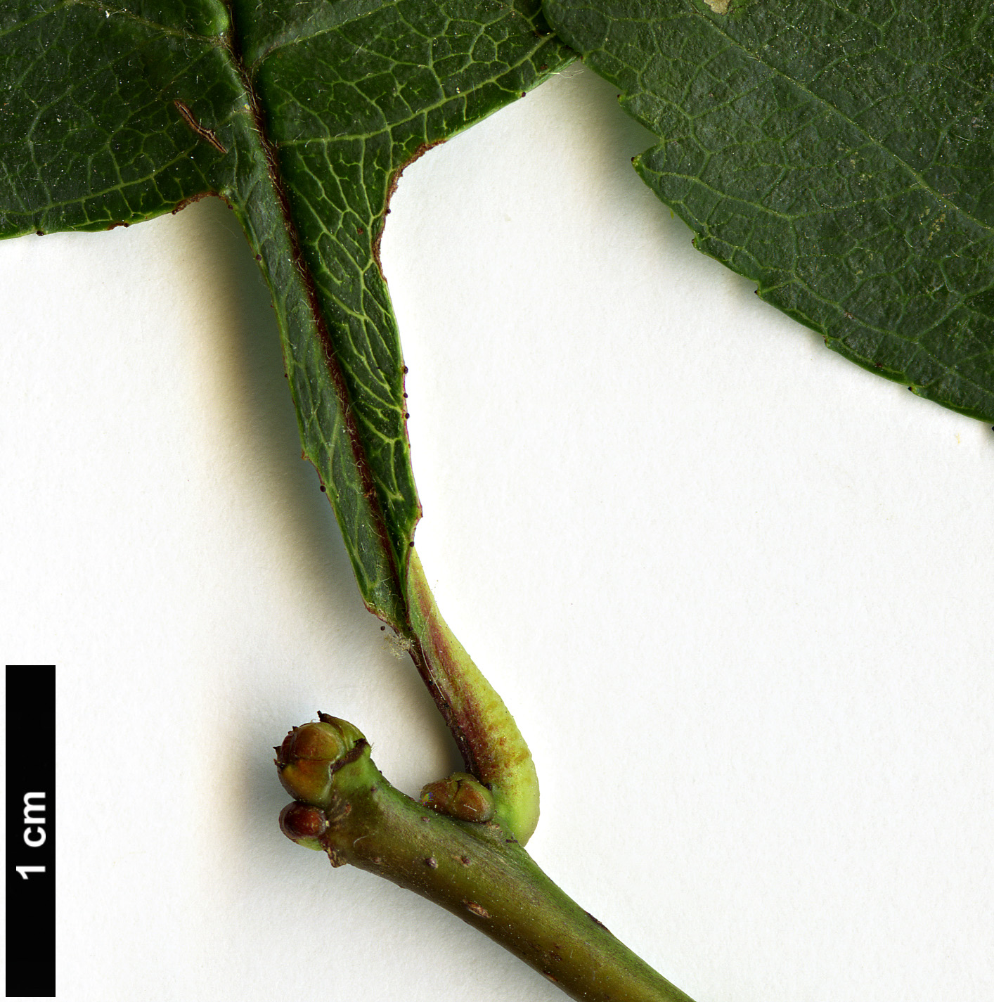 High resolution image: Family: Rosaceae - Genus: Crataegus - Taxon: subrotundifolia High resolution image: Family: Rosaceae - Genus: Crataegus - Taxon: subrotundifolia