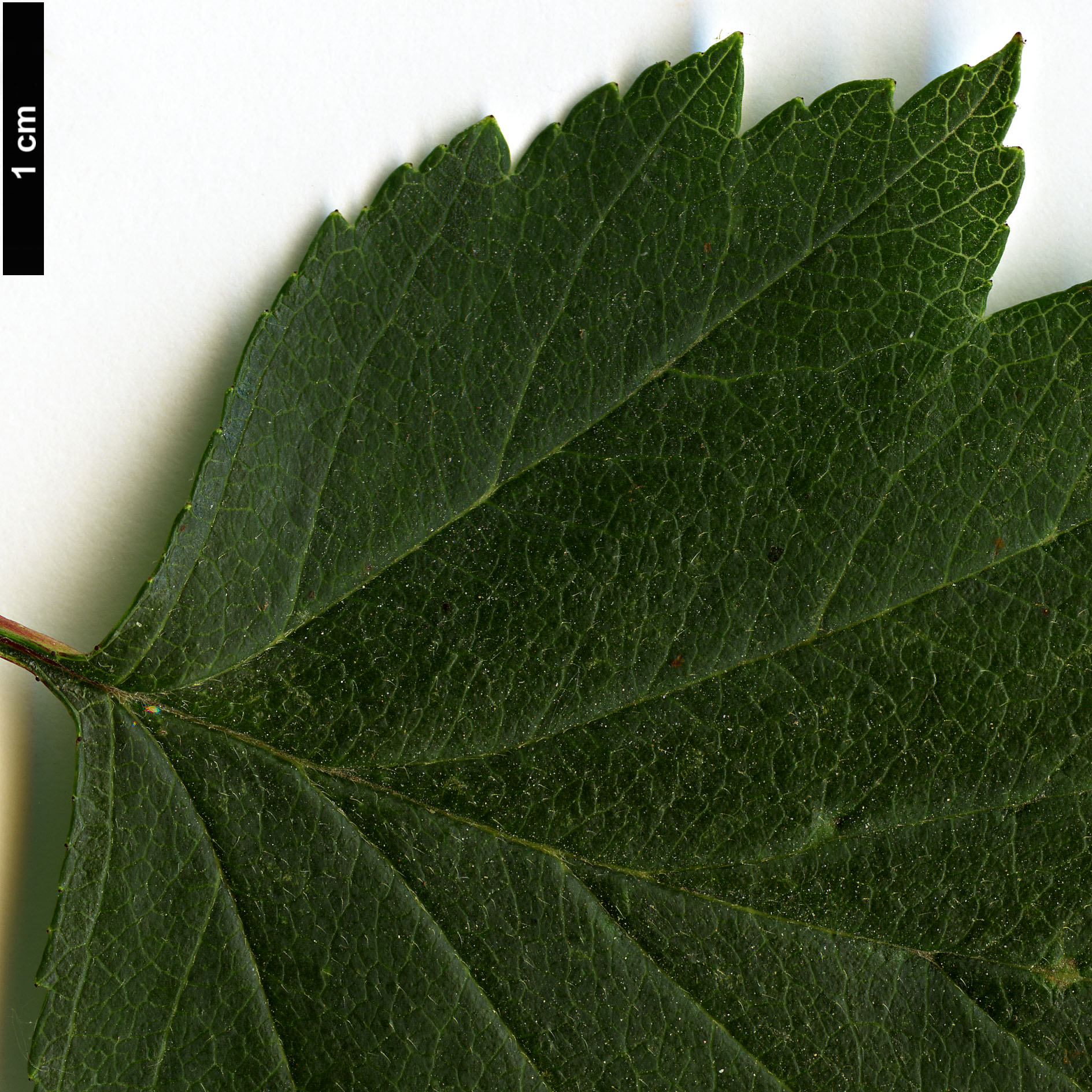 High resolution image: Family: Rosaceae - Genus: Crataegus - Taxon: subrotundifolia High resolution image: Family: Rosaceae - Genus: Crataegus - Taxon: subrotundifolia