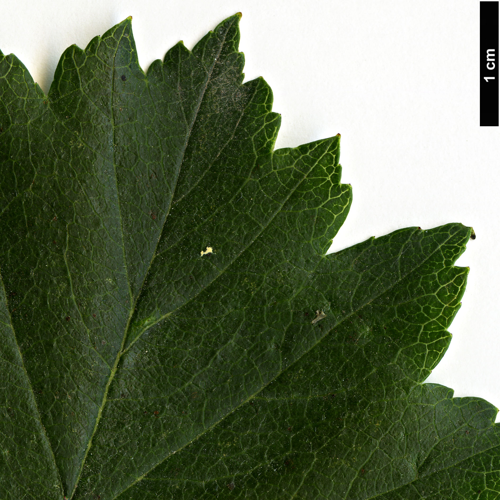 High resolution image: Family: Rosaceae - Genus: Crataegus - Taxon: subrotundifolia High resolution image: Family: Rosaceae - Genus: Crataegus - Taxon: subrotundifolia