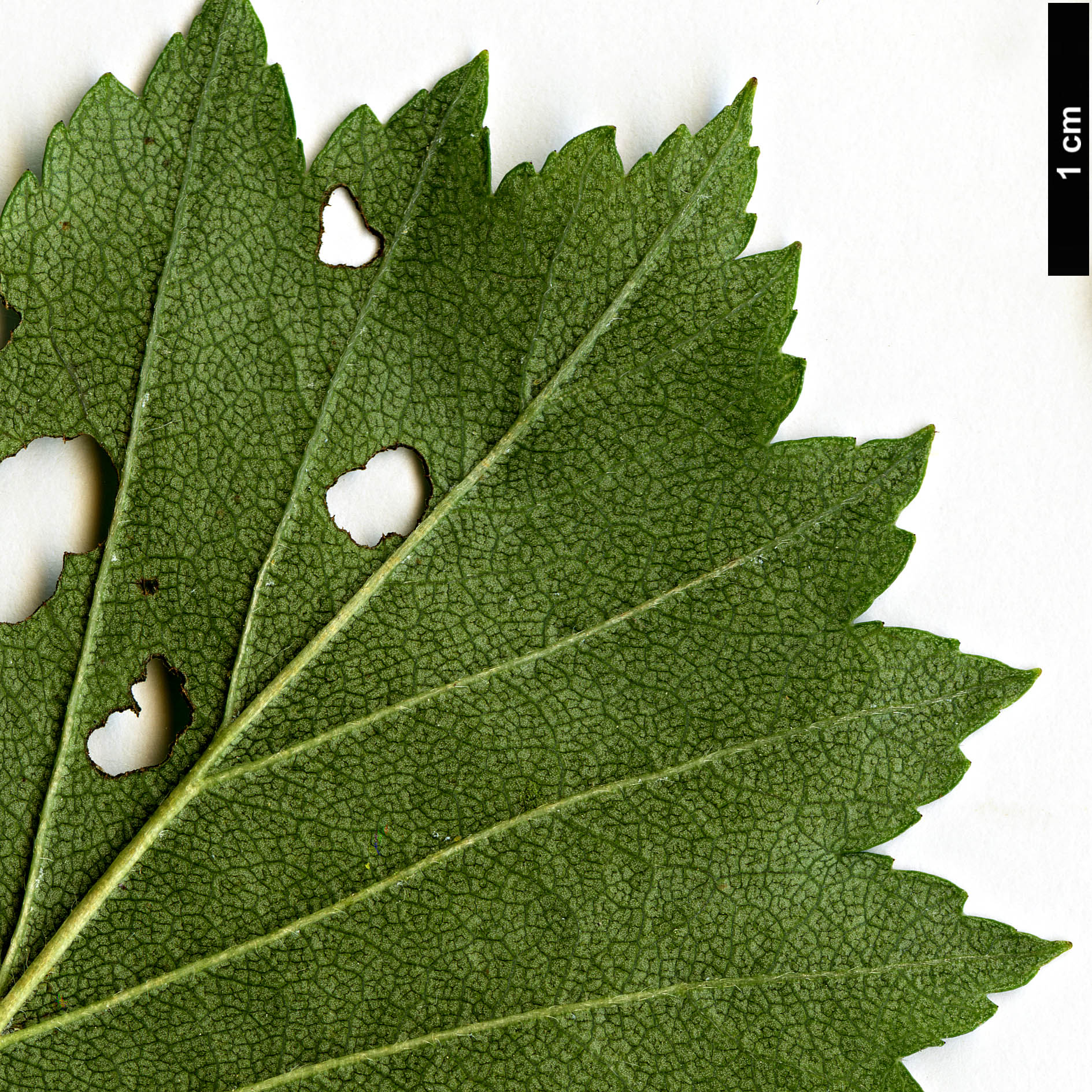 High resolution image: Family: Rosaceae - Genus: Crataegus - Taxon: subrotundifolia High resolution image: Family: Rosaceae - Genus: Crataegus - Taxon: subrotundifolia