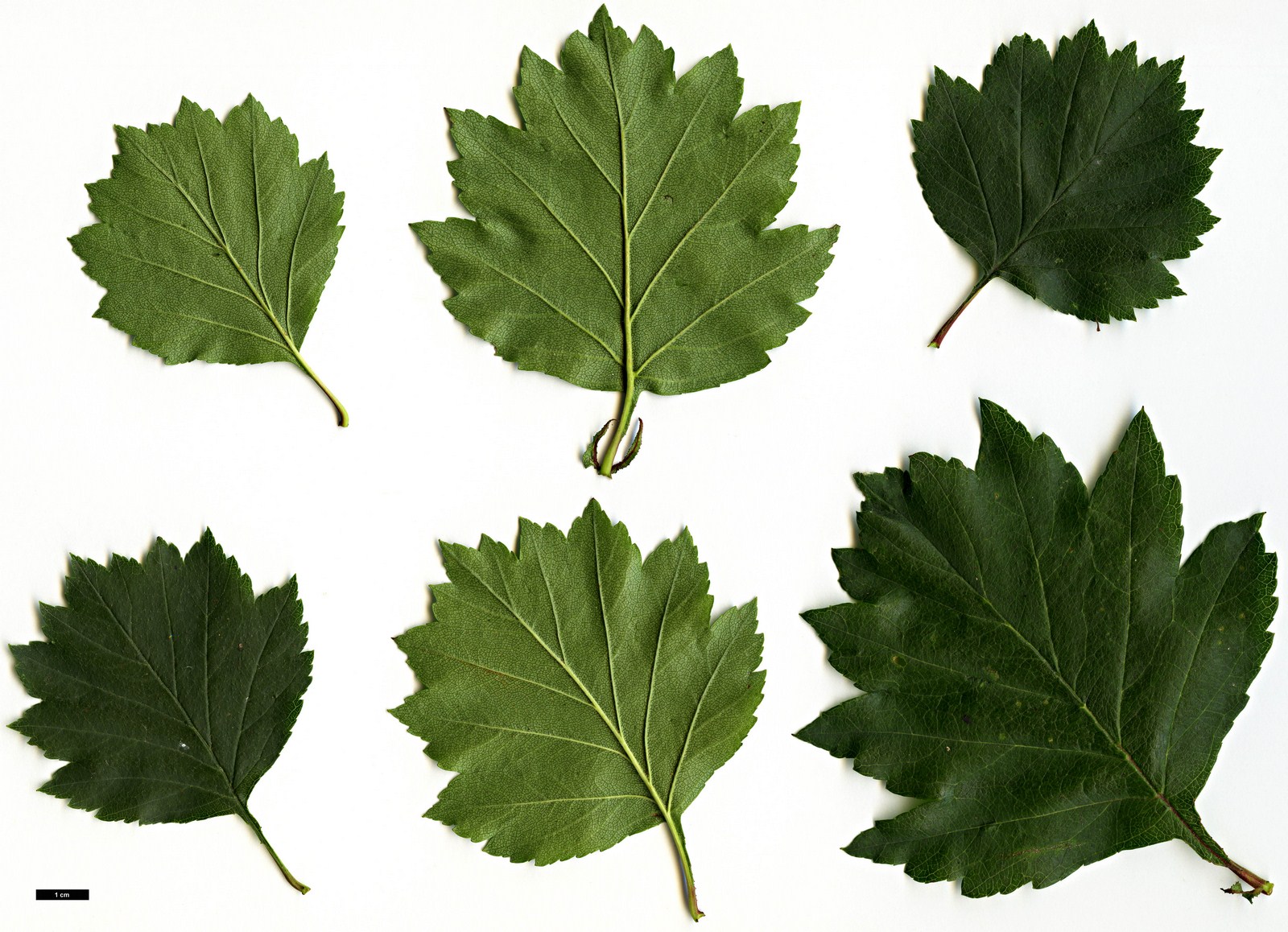 High resolution image: Family: Rosaceae - Genus: Crataegus - Taxon: subrotundifolia High resolution image: Family: Rosaceae - Genus: Crataegus - Taxon: subrotundifolia