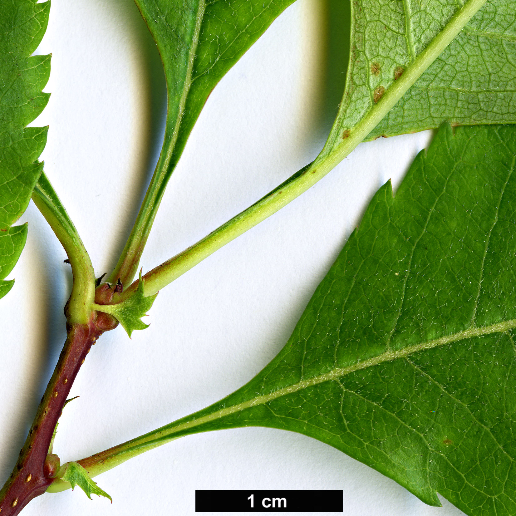 High resolution image: Family: Rosaceae - Genus: Crataegus - Taxon: suksdorfii