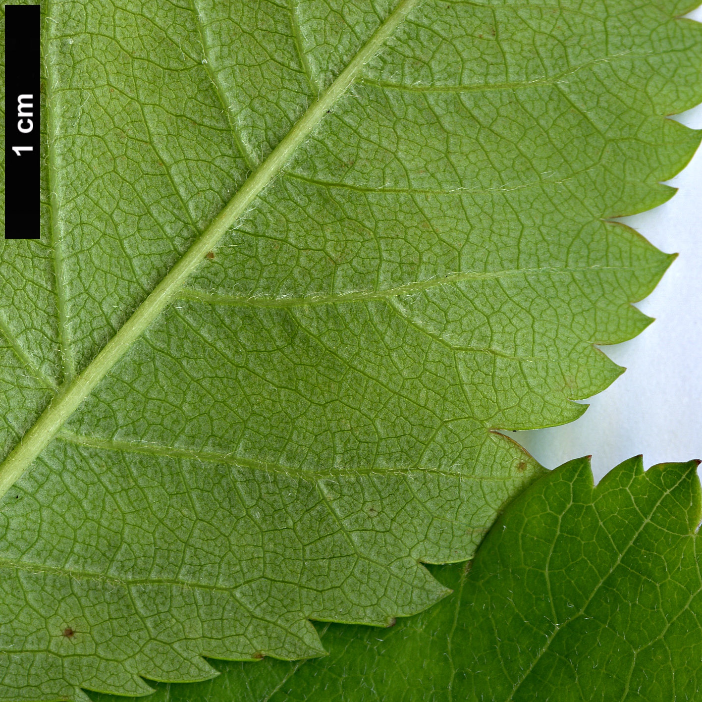 High resolution image: Family: Rosaceae - Genus: Crataegus - Taxon: suksdorfii High resolution image: Family: Rosaceae - Genus: Crataegus - Taxon: suksdorfii