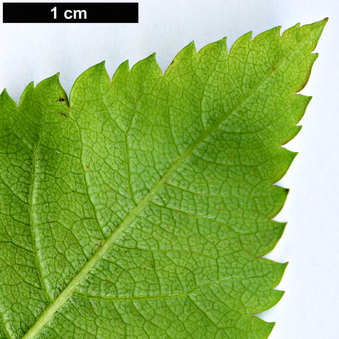 High resolution image: Family: Rosaceae - Genus: Crataegus - Taxon: suksdorfii High resolution image: Family: Rosaceae - Genus: Crataegus - Taxon: suksdorfii