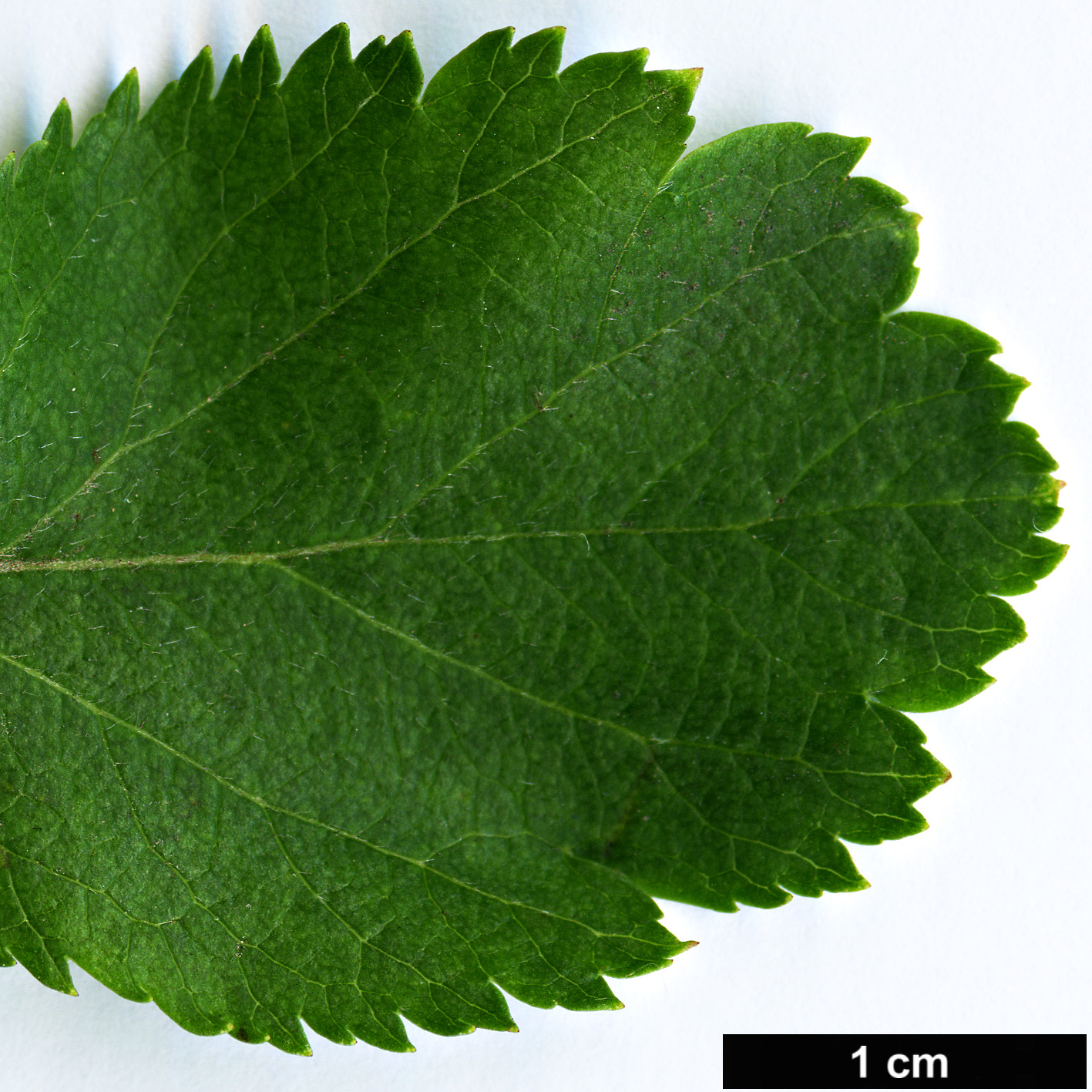 High resolution image: Family: Rosaceae - Genus: Crataegus - Taxon: suksdorfii High resolution image: Family: Rosaceae - Genus: Crataegus - Taxon: suksdorfii