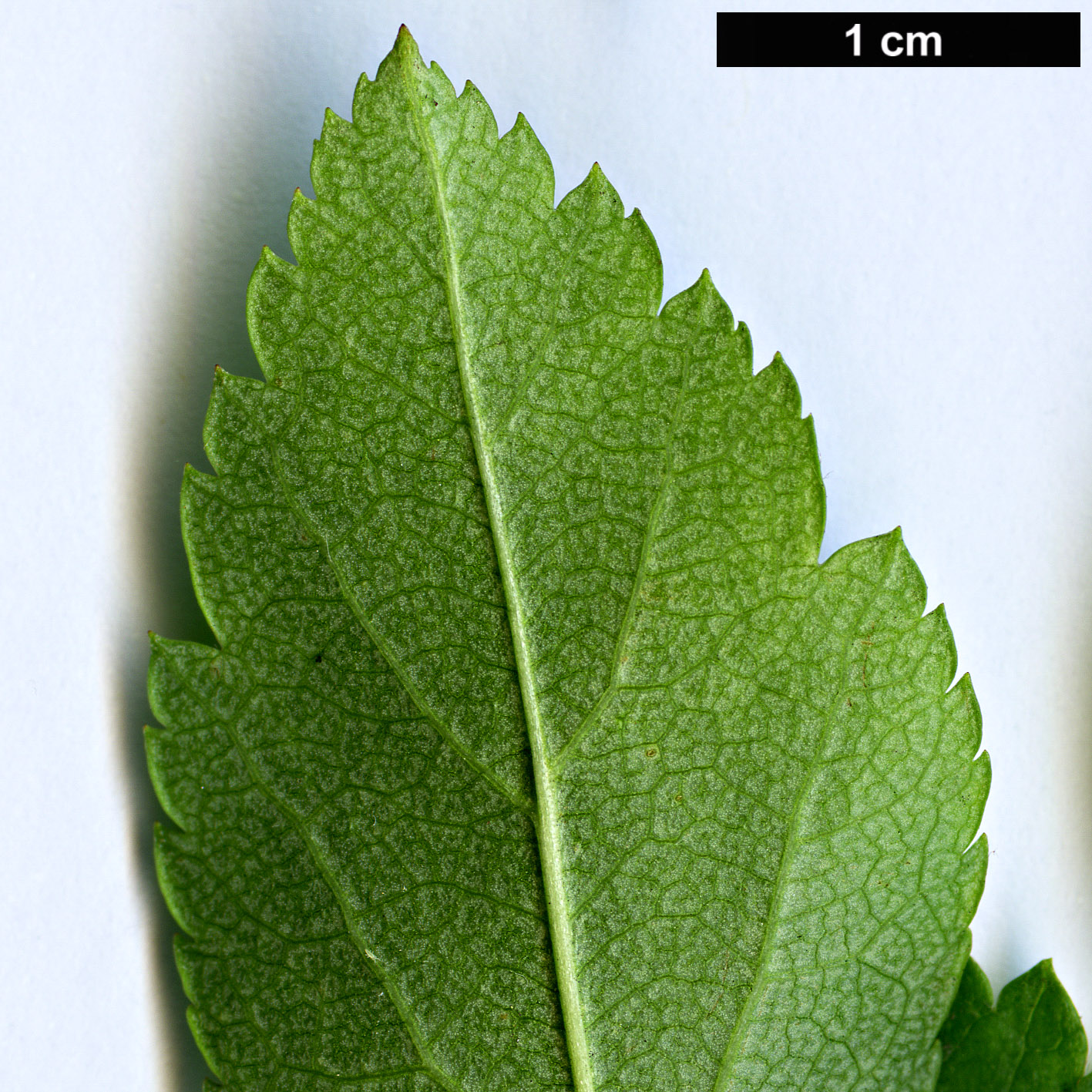 High resolution image: Family: Rosaceae - Genus: Crataegus - Taxon: suksdorfii High resolution image: Family: Rosaceae - Genus: Crataegus - Taxon: suksdorfii