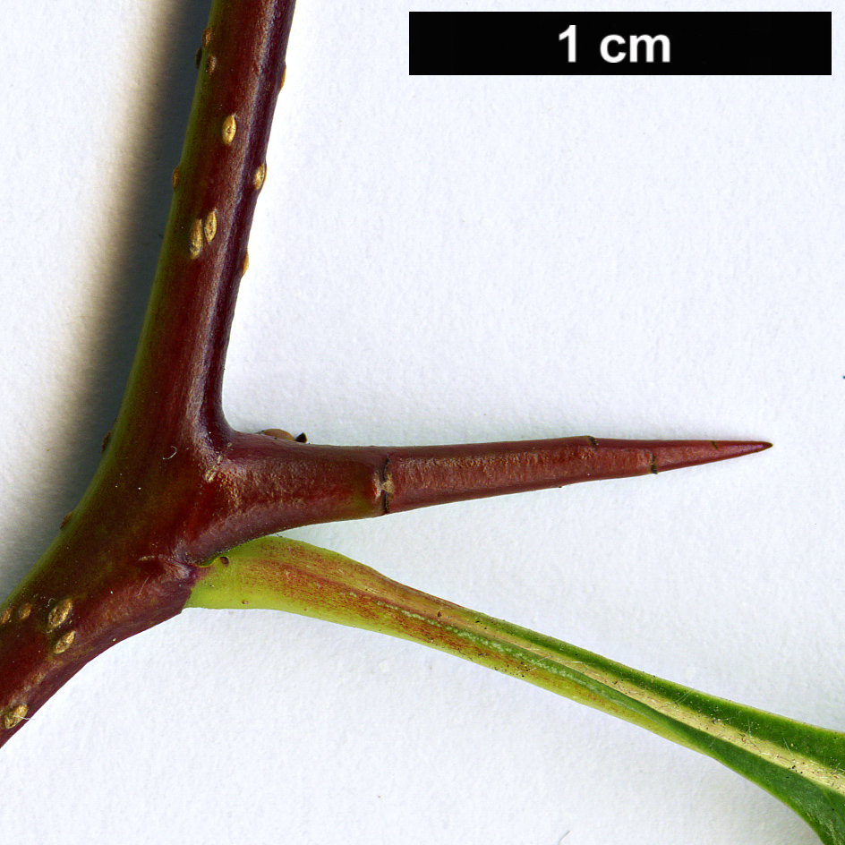 High resolution image: Family: Rosaceae - Genus: Crataegus - Taxon: suksdorfii High resolution image: Family: Rosaceae - Genus: Crataegus - Taxon: suksdorfii