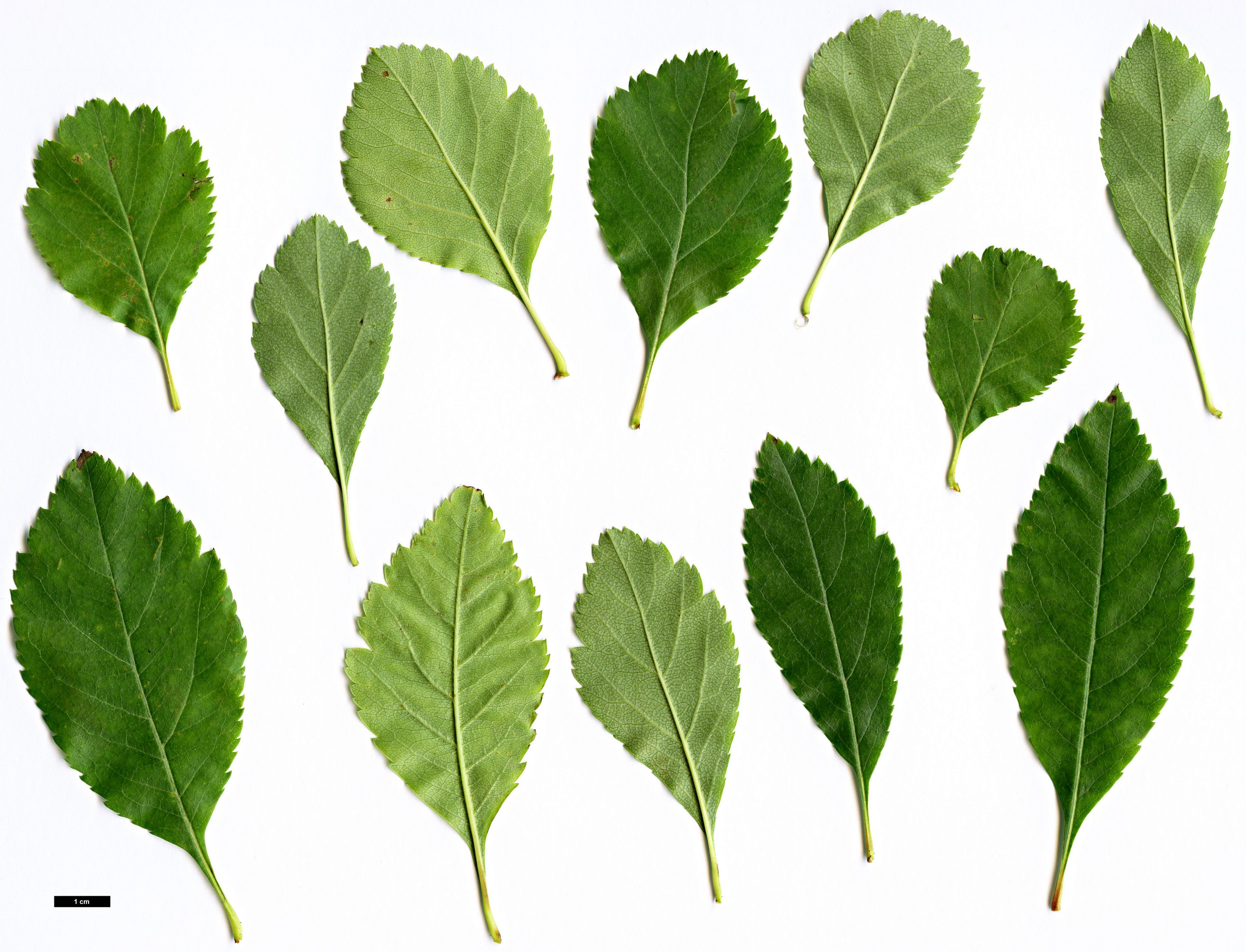 High resolution image: Family: Rosaceae - Genus: Crataegus - Taxon: suksdorfii