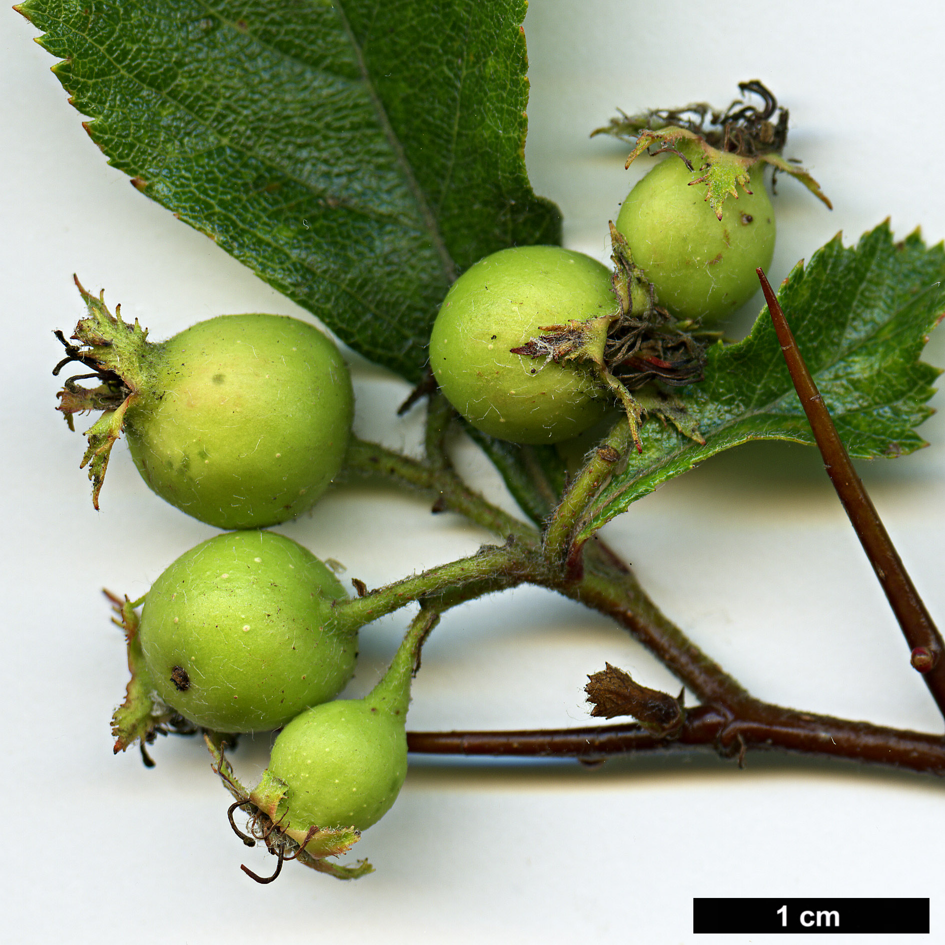 High resolution image: Family: Rosaceae - Genus: Crataegus - Taxon: tracyi