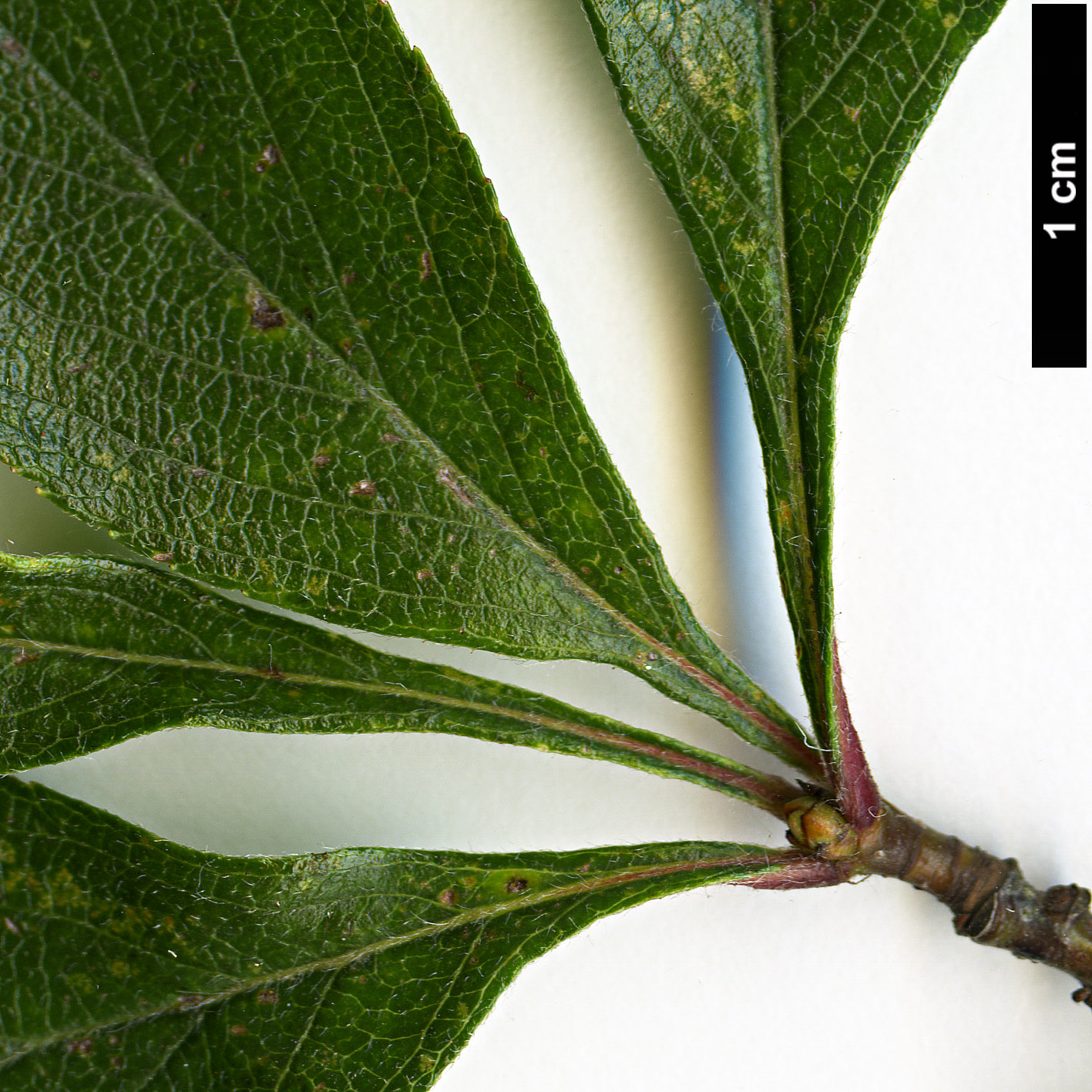 High resolution image: Family: Rosaceae - Genus: Crataegus - Taxon: tracyi