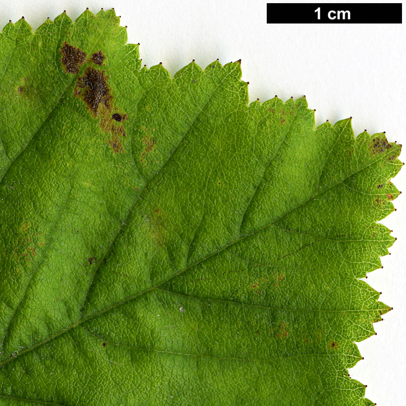 High resolution image: Family: Rosaceae - Genus: Crataegus - Taxon: triflora