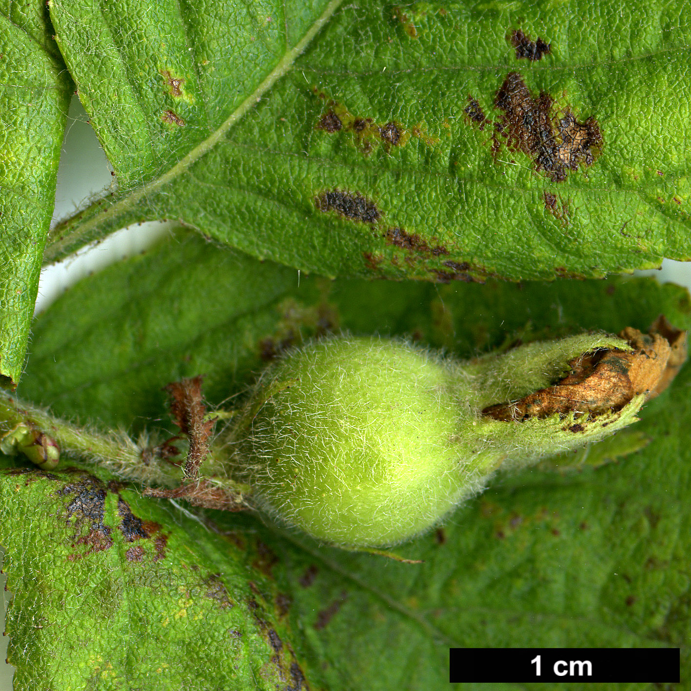 High resolution image: Family: Rosaceae - Genus: Crataegus - Taxon: triflora