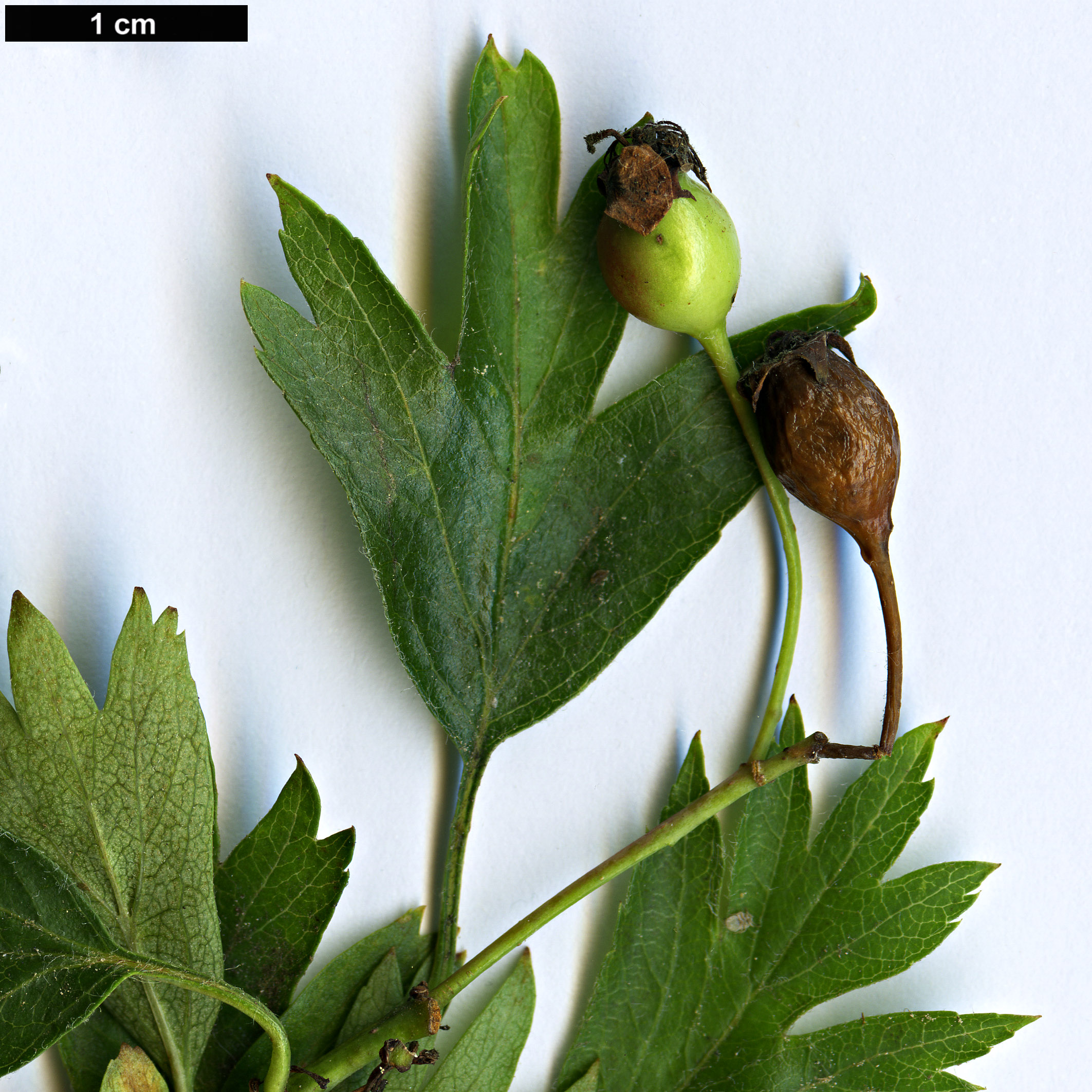 High resolution image: Family: Rosaceae - Genus: Crataegus - Taxon: turkestanica High resolution image: Family: Rosaceae - Genus: Crataegus - Taxon: turkestanica