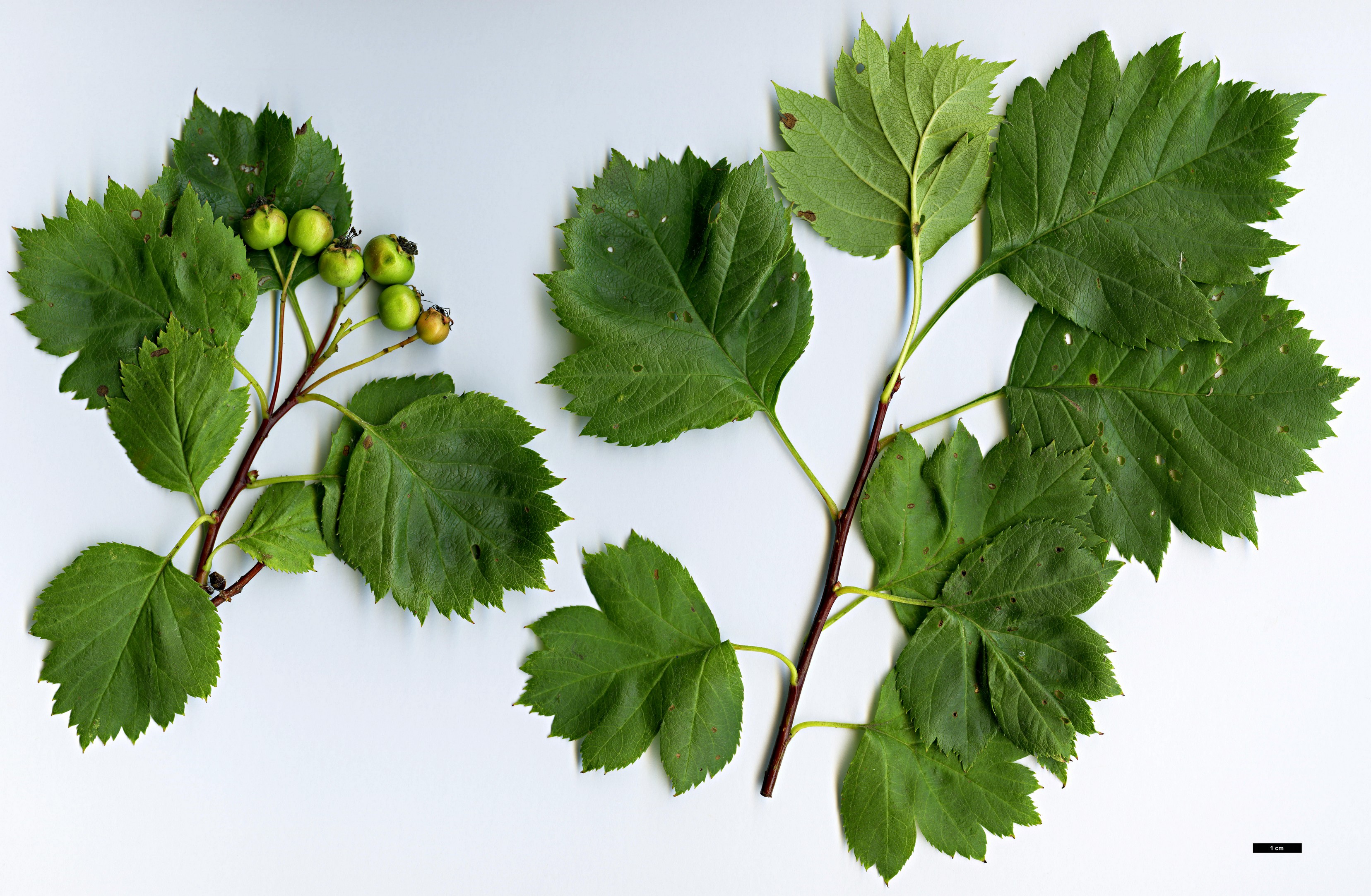 High resolution image: Family: Rosaceae - Genus: Crataegus - Taxon: wattiana