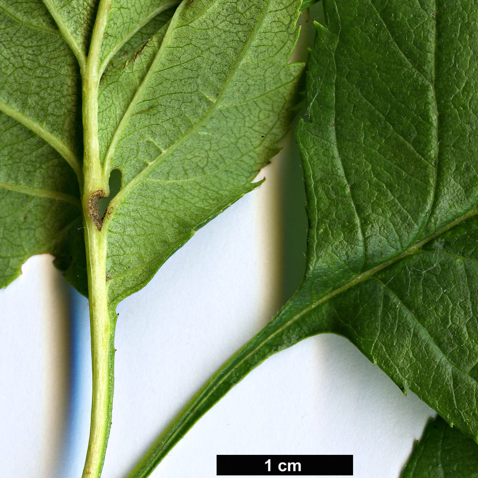 High resolution image: Family: Rosaceae - Genus: Crataegus - Taxon: wattiana