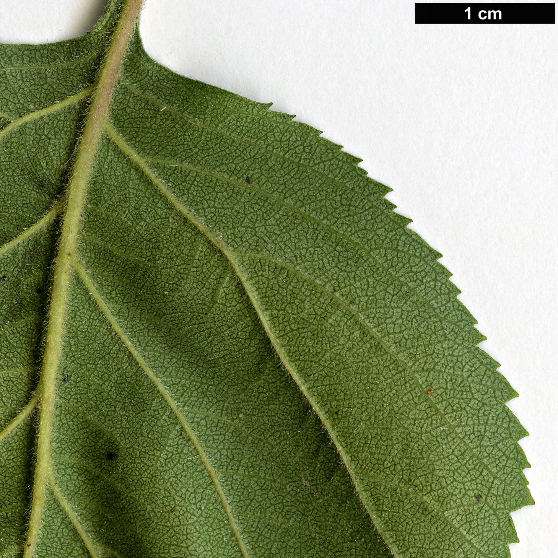 High resolution image: Family: Rosaceae - Genus: Crataegus - Taxon: ×dispessa