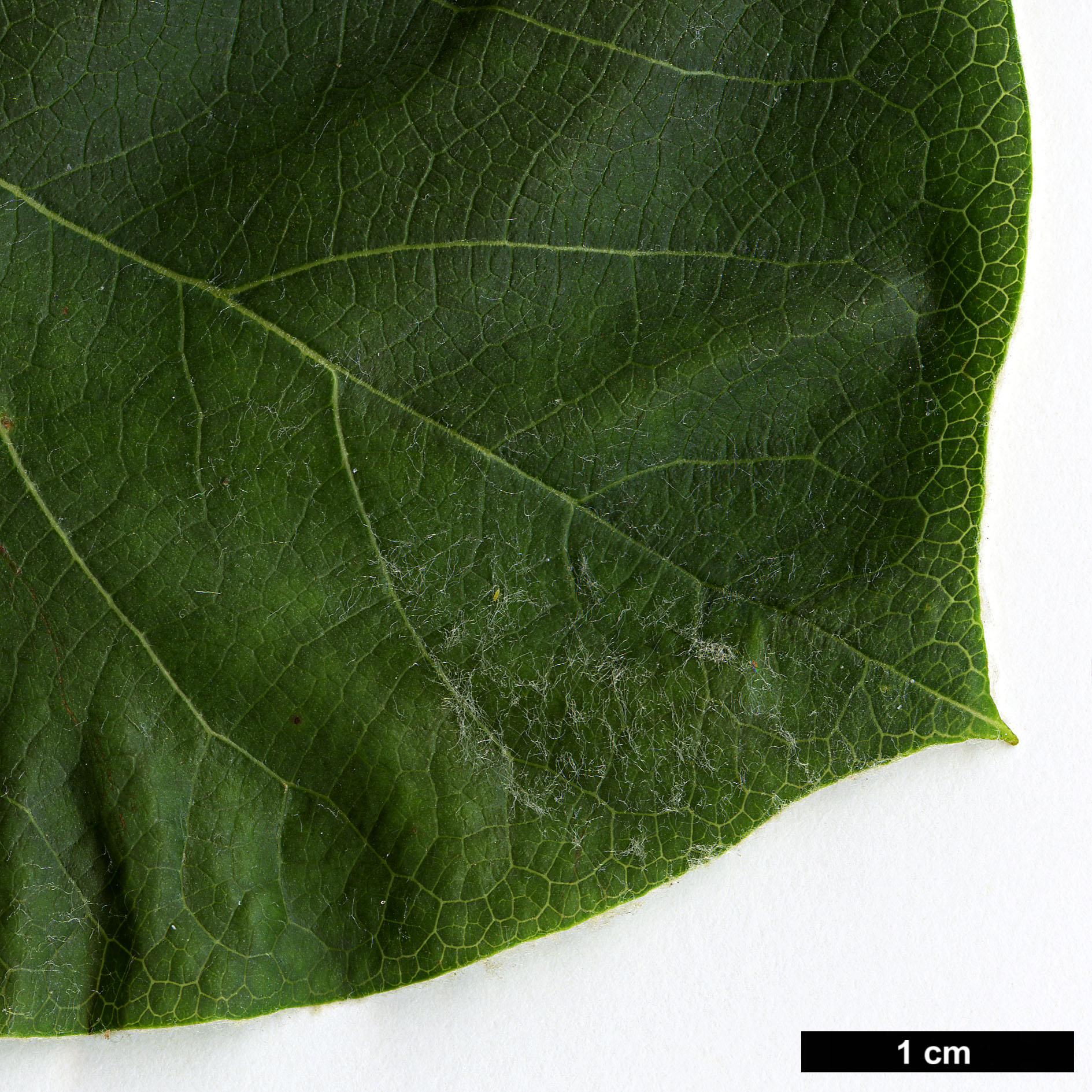 High resolution image: Family: Rosaceae - Genus: Cydonia - Taxon: oblonga High resolution image: Family: Rosaceae - Genus: Cydonia - Taxon: oblonga