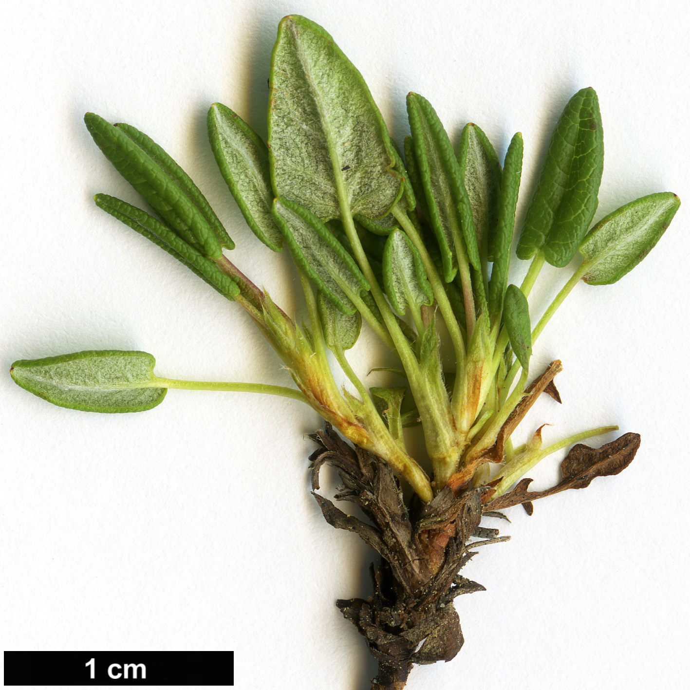 High resolution image: Family: Rosaceae - Genus: Dryas - Taxon: integrifolia