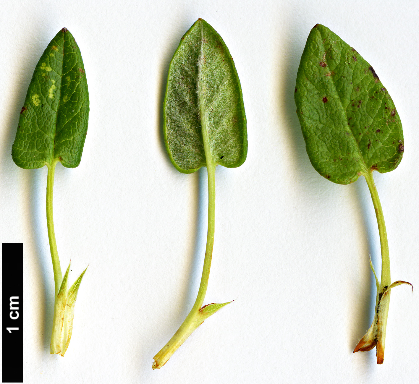 High resolution image: Family: Rosaceae - Genus: Dryas - Taxon: integrifolia